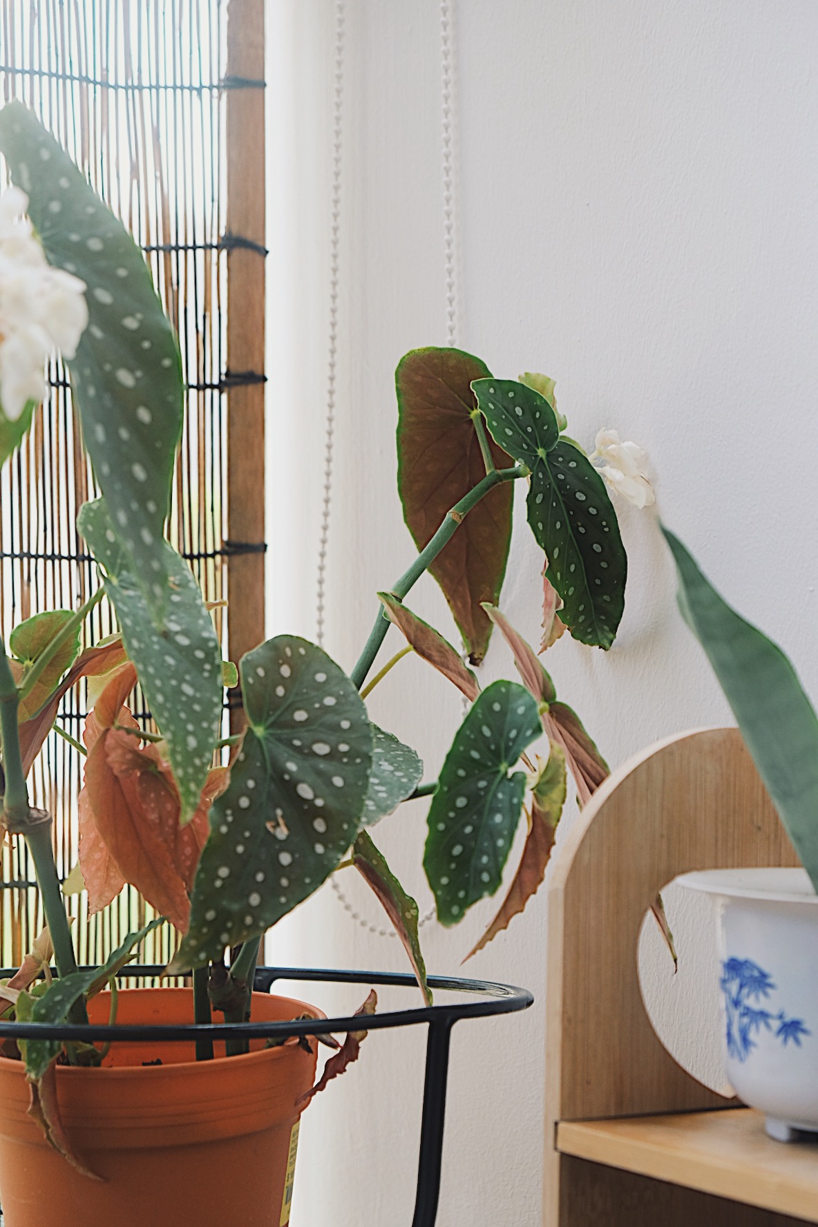 He promised her a Forest: Bits of green in every corner of our home - Green potted plant with white flowers, orange pot