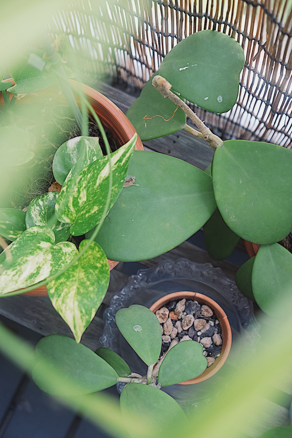 He promised her a Forest: Bits of green in every corner of our home - Green potted plants with variegated leaves, terracotta