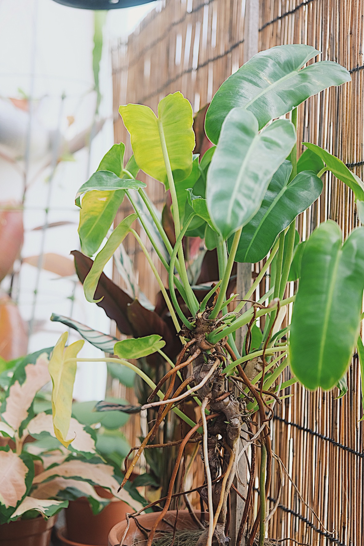 He promised her a Forest: Bits of green in every corner of our home - Green tropical plant with large, glossy leaves, growing