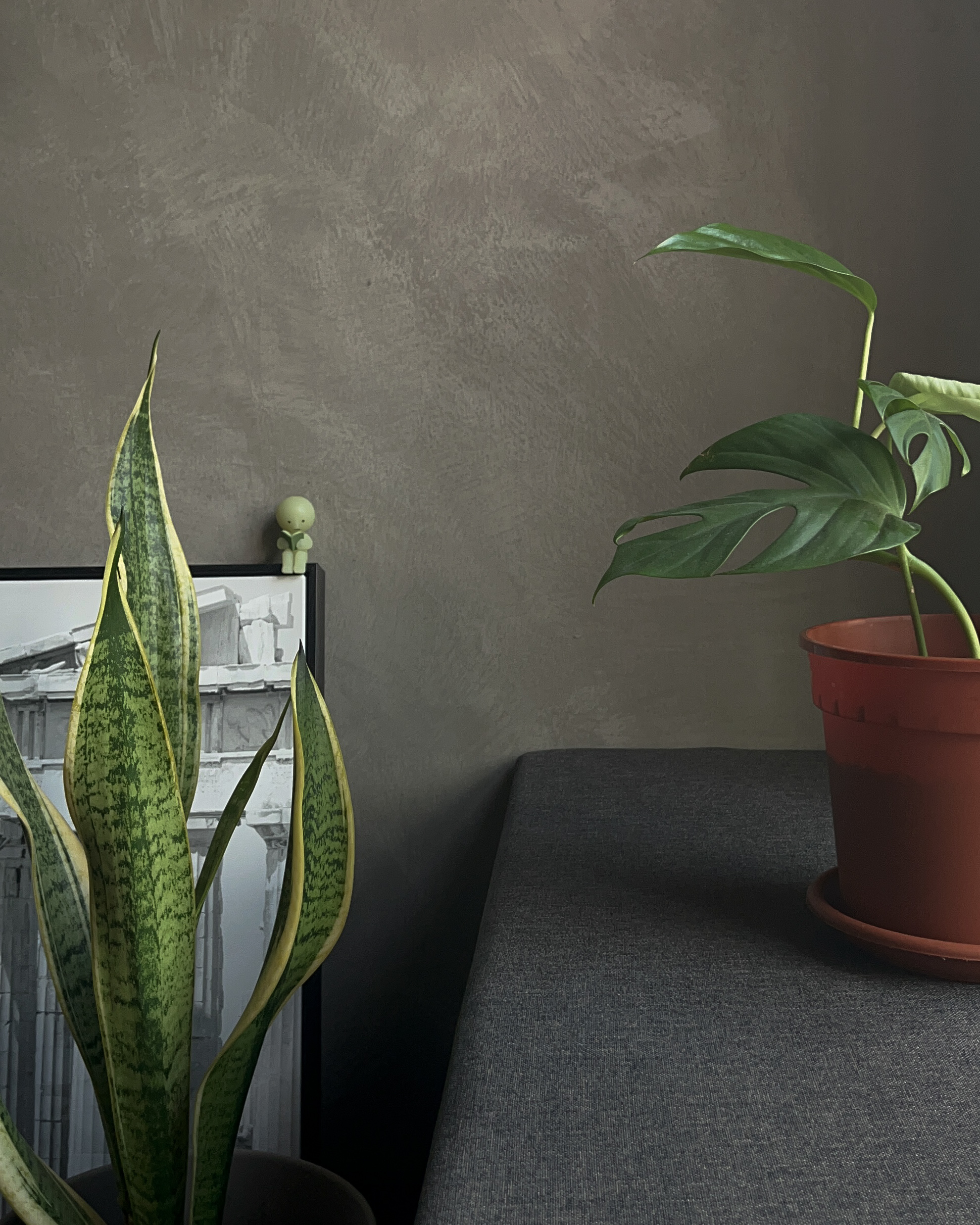 Minimalism with a Twist: Our Dark Contemporary Living Room in Hougang - Monotropa uniflora, indoor plant, green variegated