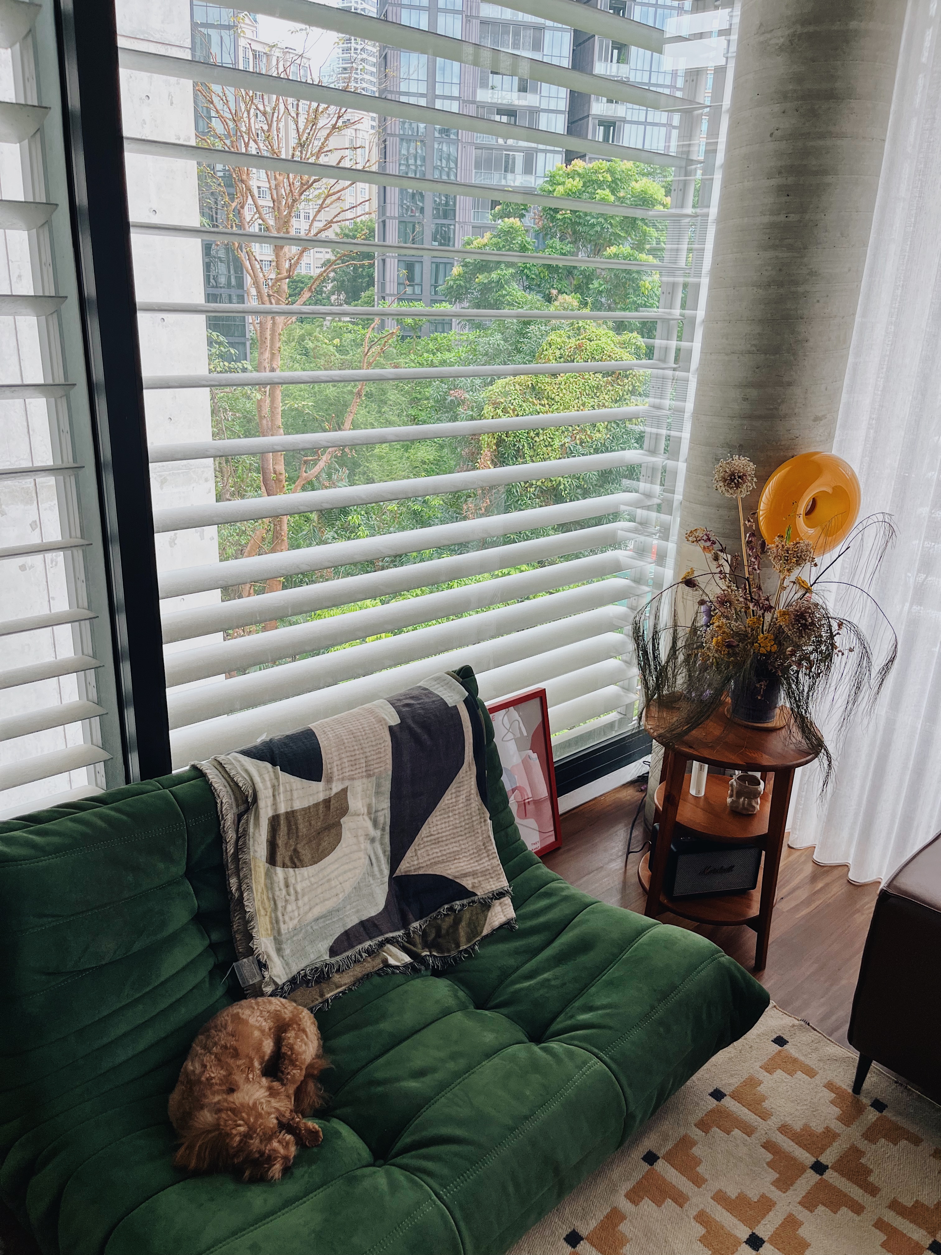 often rearranging — eclectic whimsical home in central sg - Green velvet sofa, brown dog, white blinds, modern interior