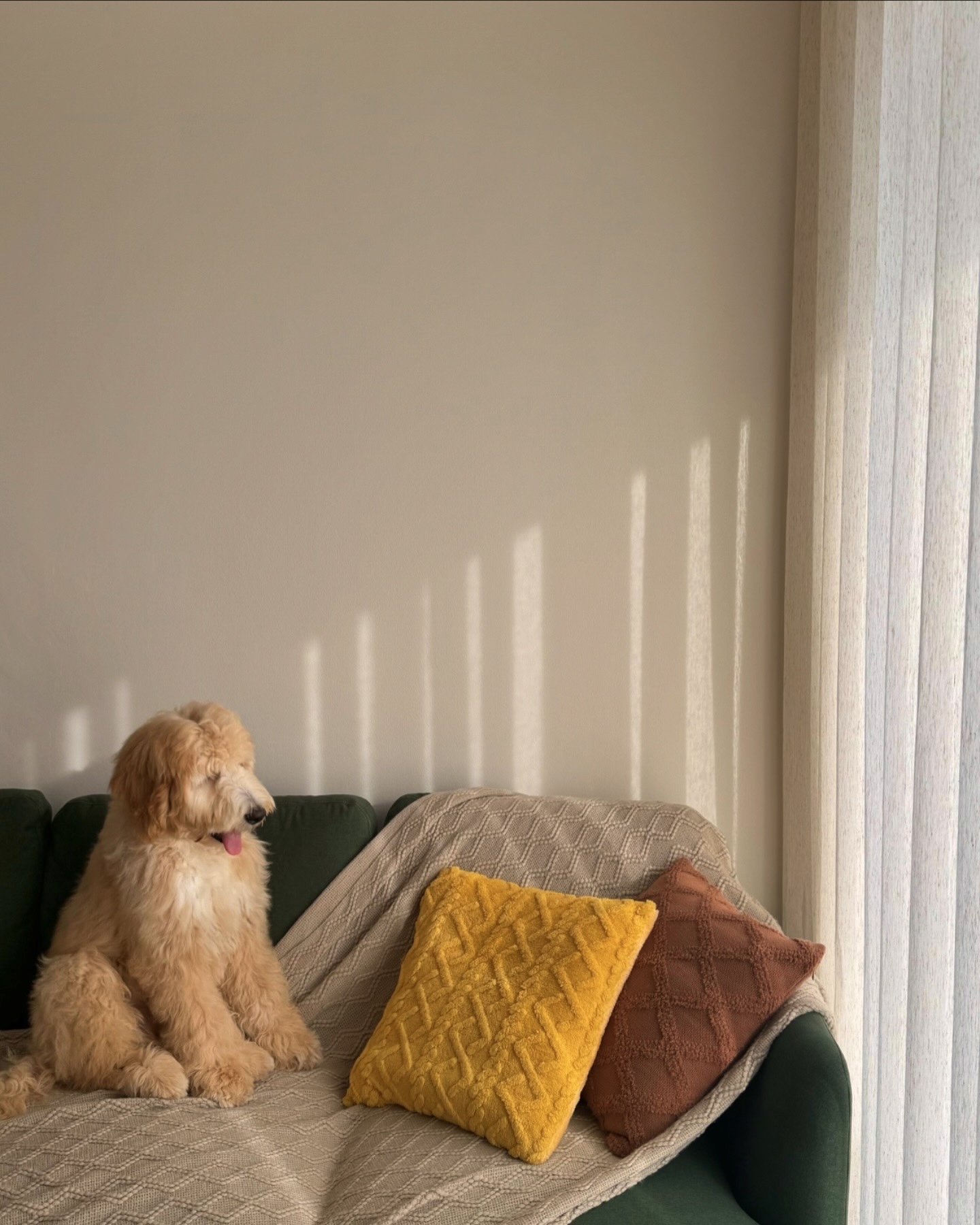 Embracing the Warmth: Our Living Room at Golden Hour  - Golden retriever, fluffy coat, sitting on couch, yellow pillow, brown