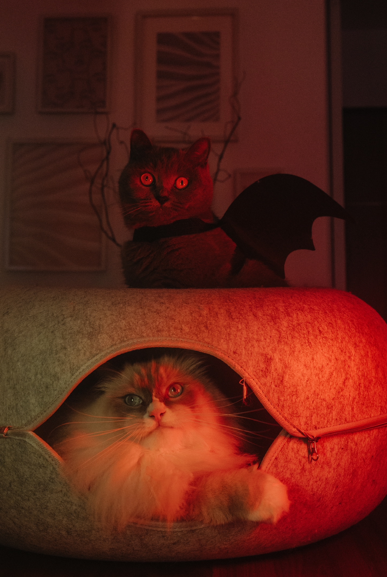 Before & After: Our Living Room During Different Eras Of Our Lives - Cat with glowing eyes, bat wings, red lighting, cozy