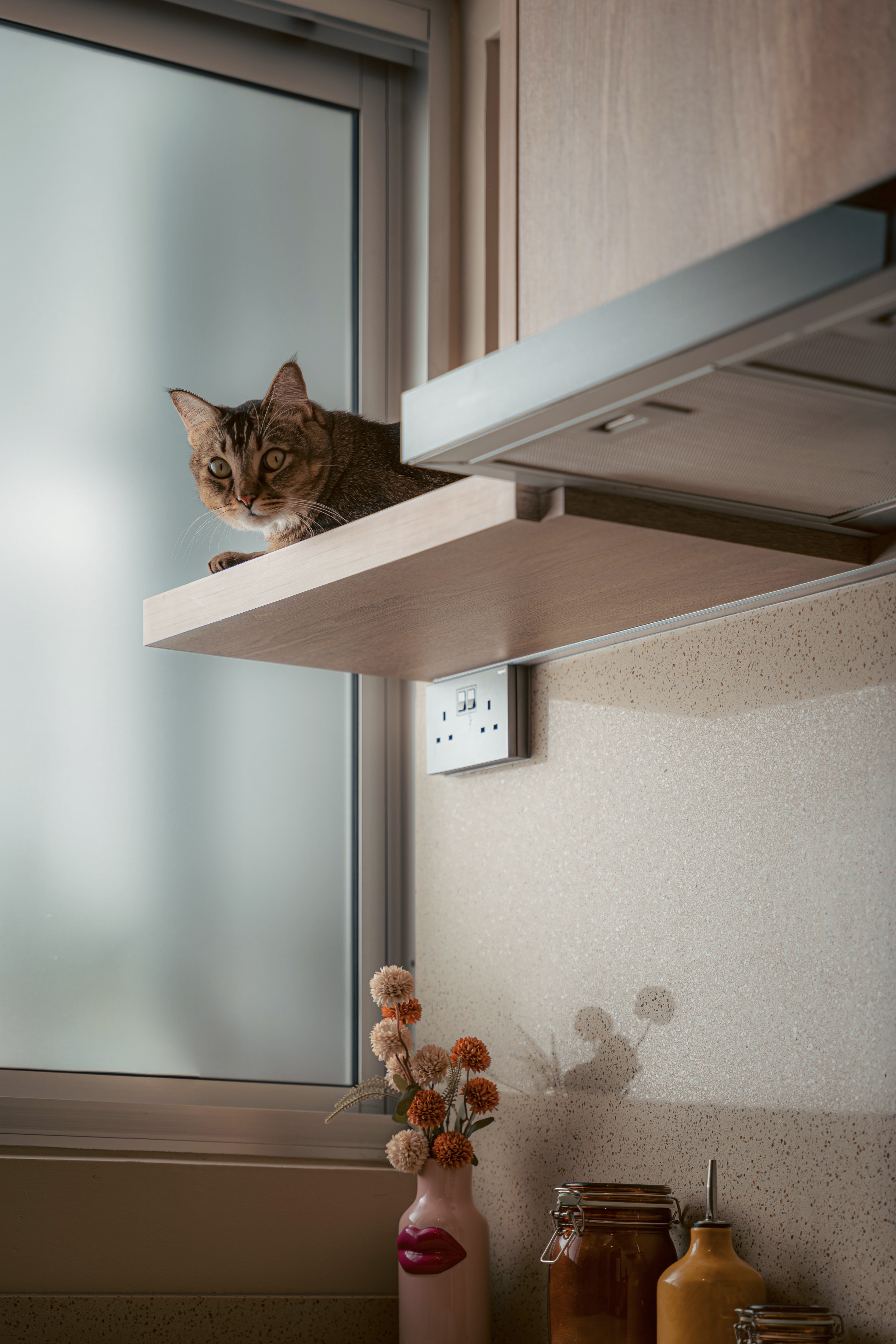 The Perfect Split - How we designed a dry pantry & wet kitchen - Cat perched on kitchen shelf, window with frosted glass