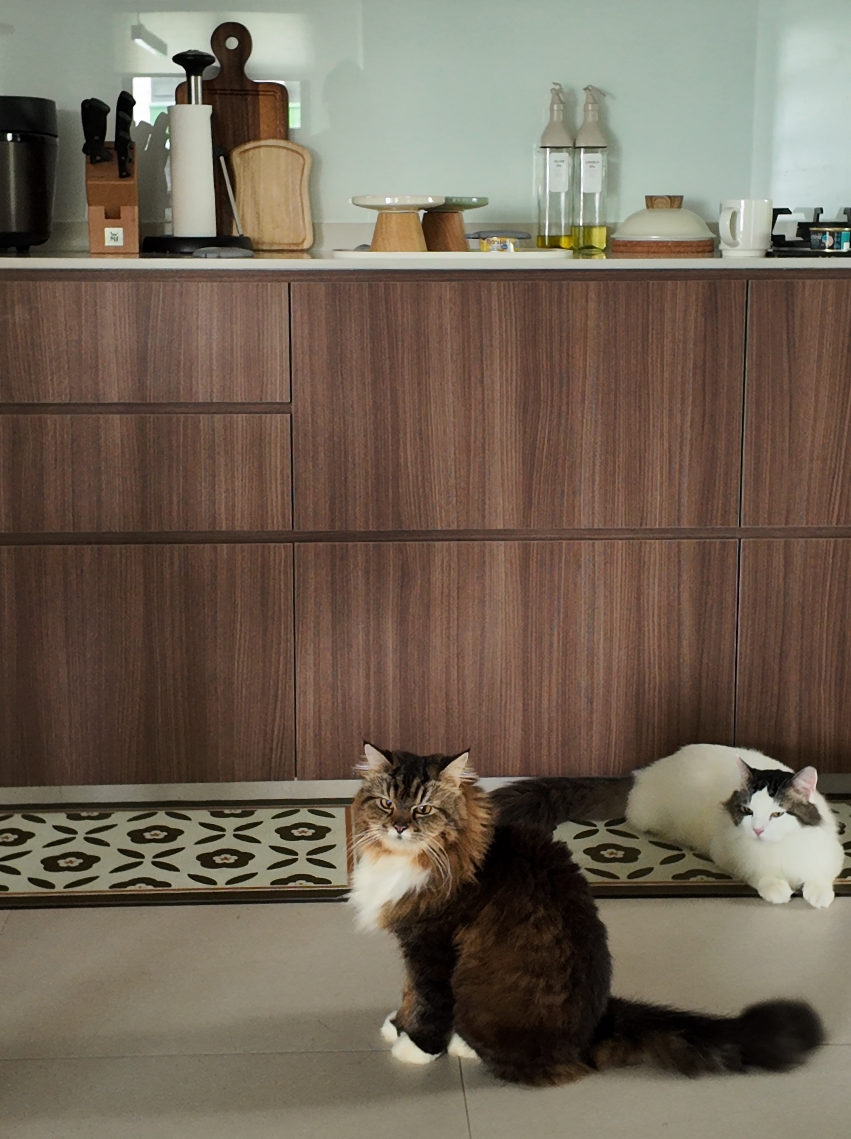 Inside our kopitiam-inspired cozy kitchen  - Cute fluffy brown and white cat sitting on tiled floor, looking directly at the