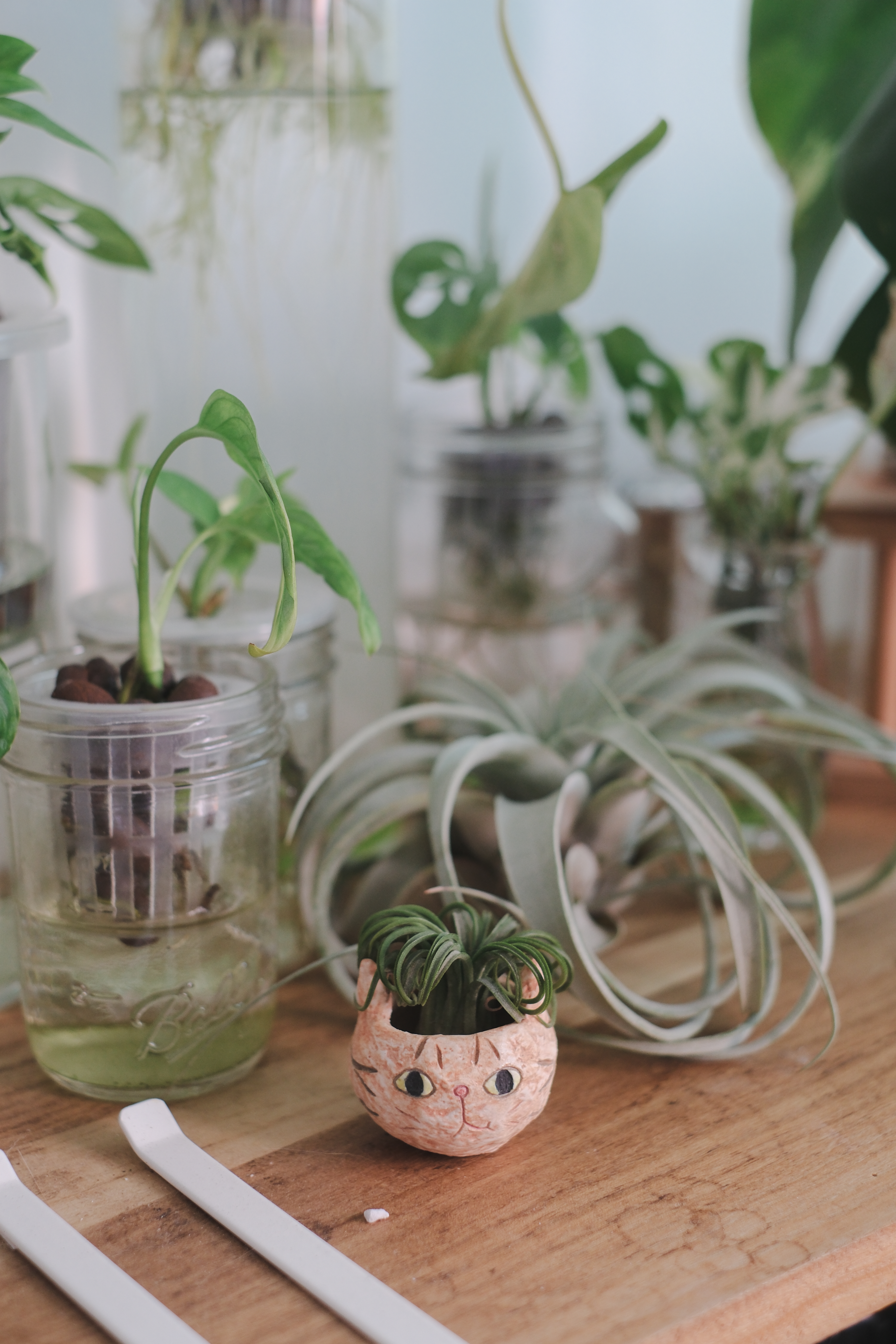 Clean and Functional: A Kitchen Designed with Smart Storage Solutions - glass jars with green plants, indoor plants, indoor