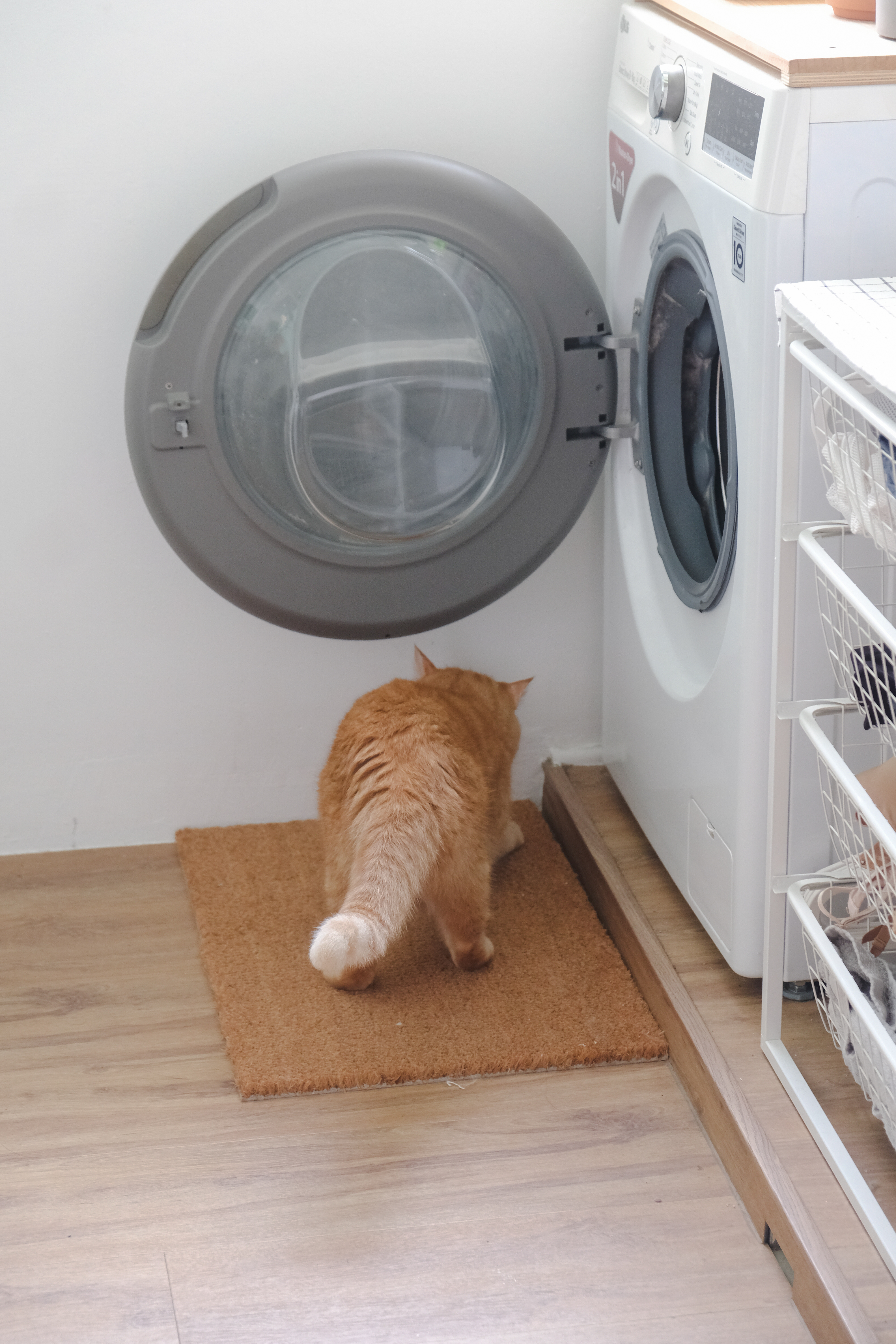 Clean and Functional: A Kitchen Designed with Smart Storage Solutions - Washing machine, orange cat, entrance, doorway
