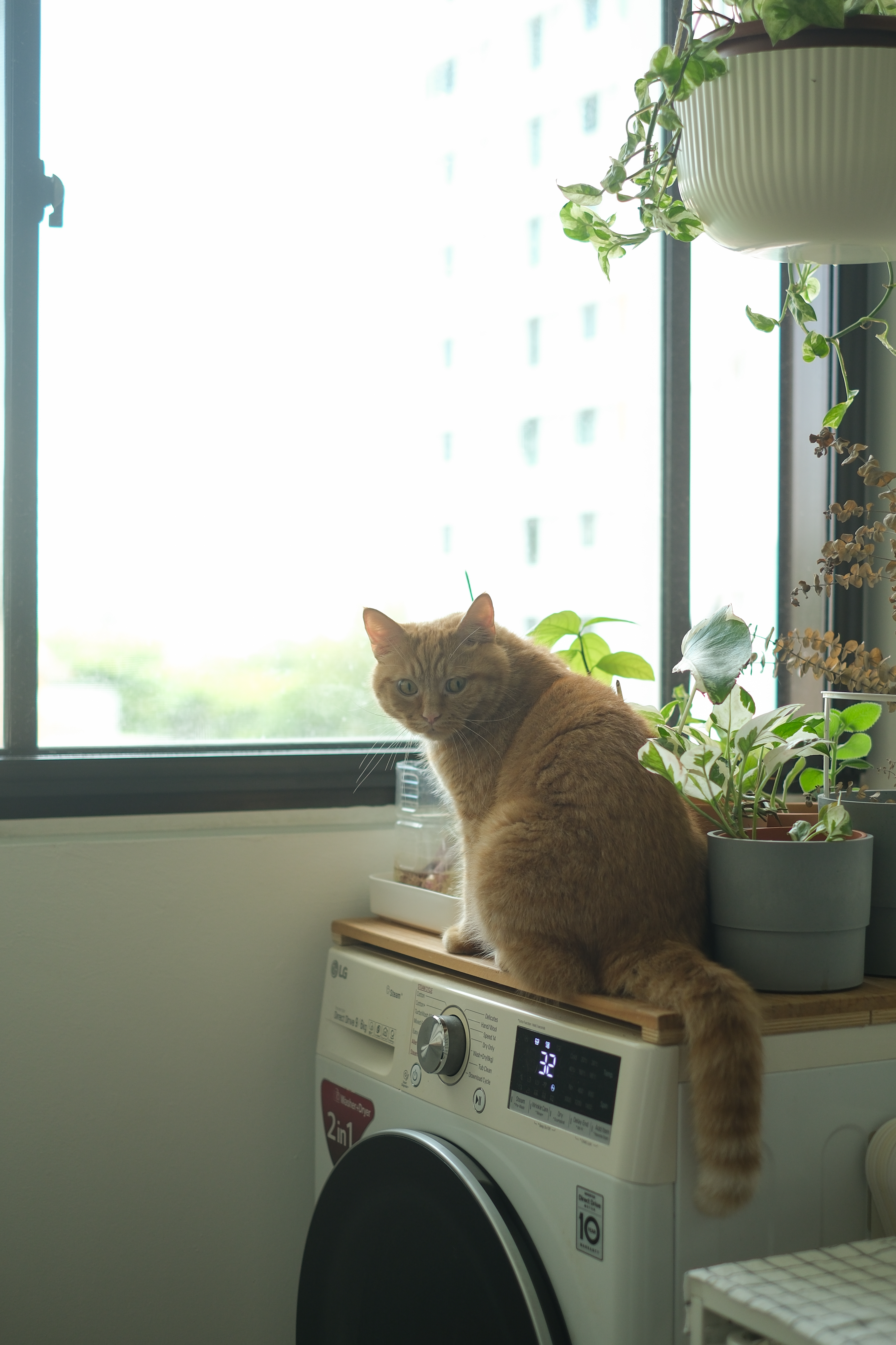 Clean and Functional: A Kitchen Designed with Smart Storage Solutions - Bright window, orange cat, potted plants, white