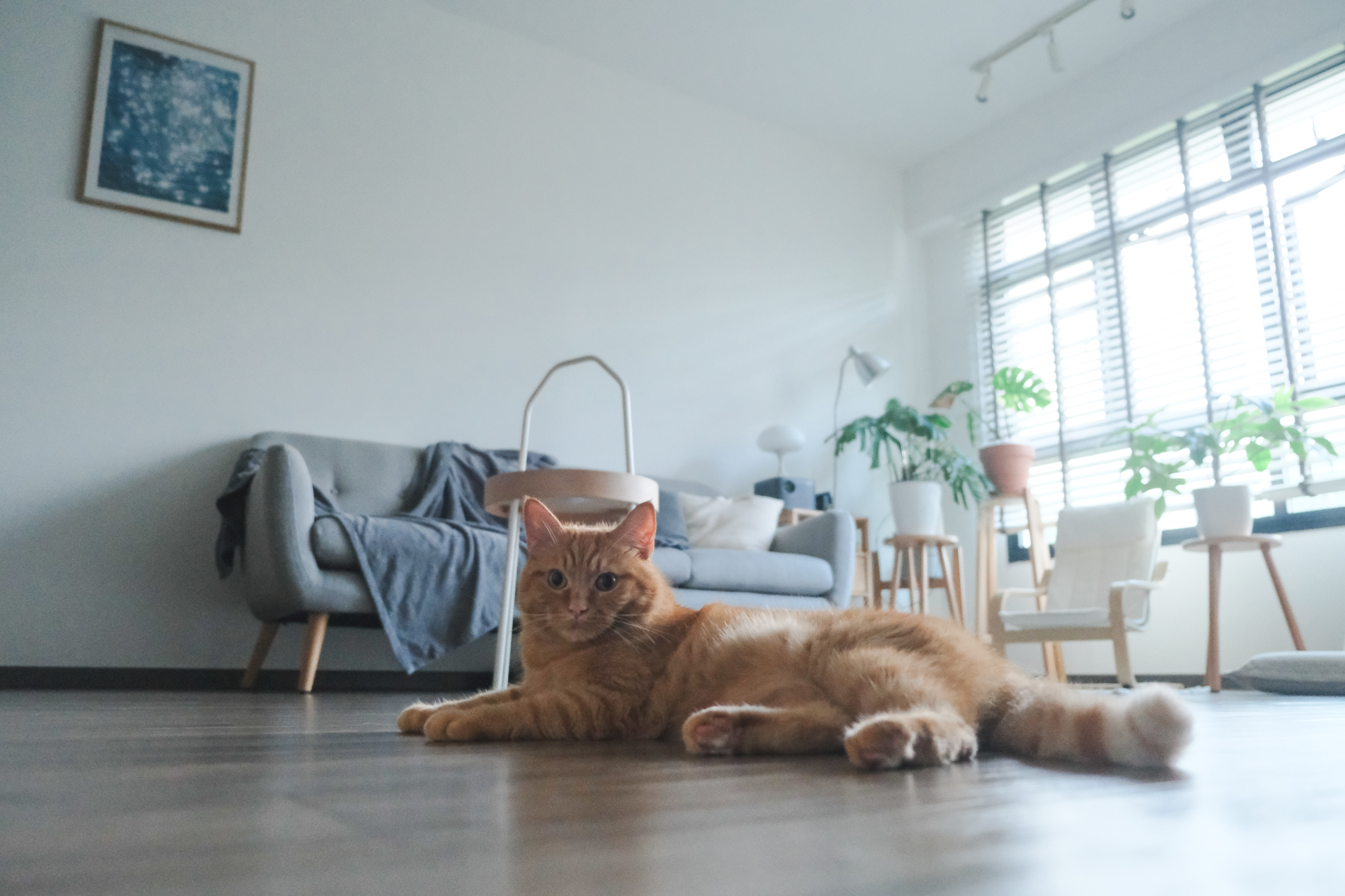 Japandi-HDB-Home-with-Unblocked-Views:-Renovated-for-Just-$15K!