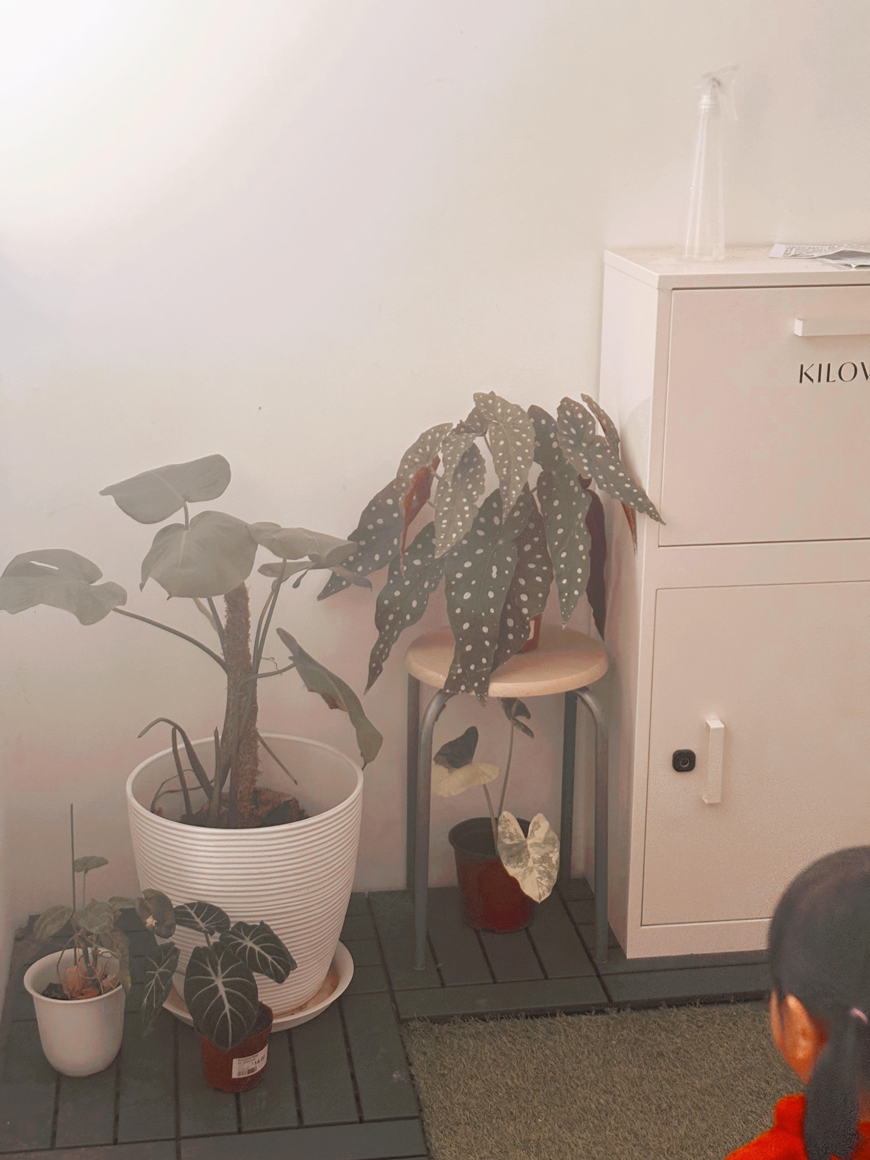 Entrance Glow-Up: Revamping Our Welcoming Space, One Detail at a Time! - potted plants, indoor setting, children's room