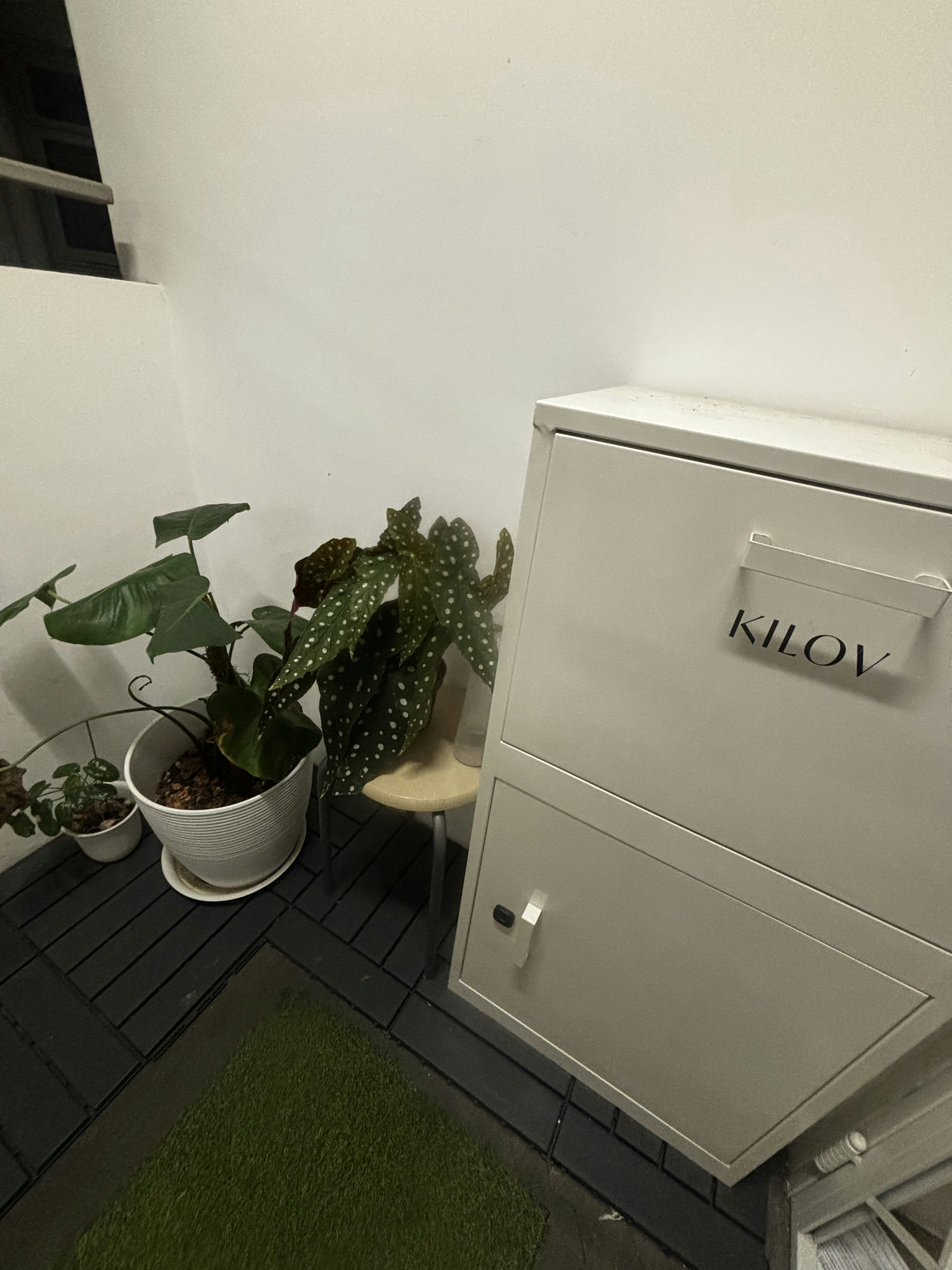 Entrance Glow-Up: Revamping Our Welcoming Space, One Detail at a Time! - vibrant green potted plant, white ceramic pot