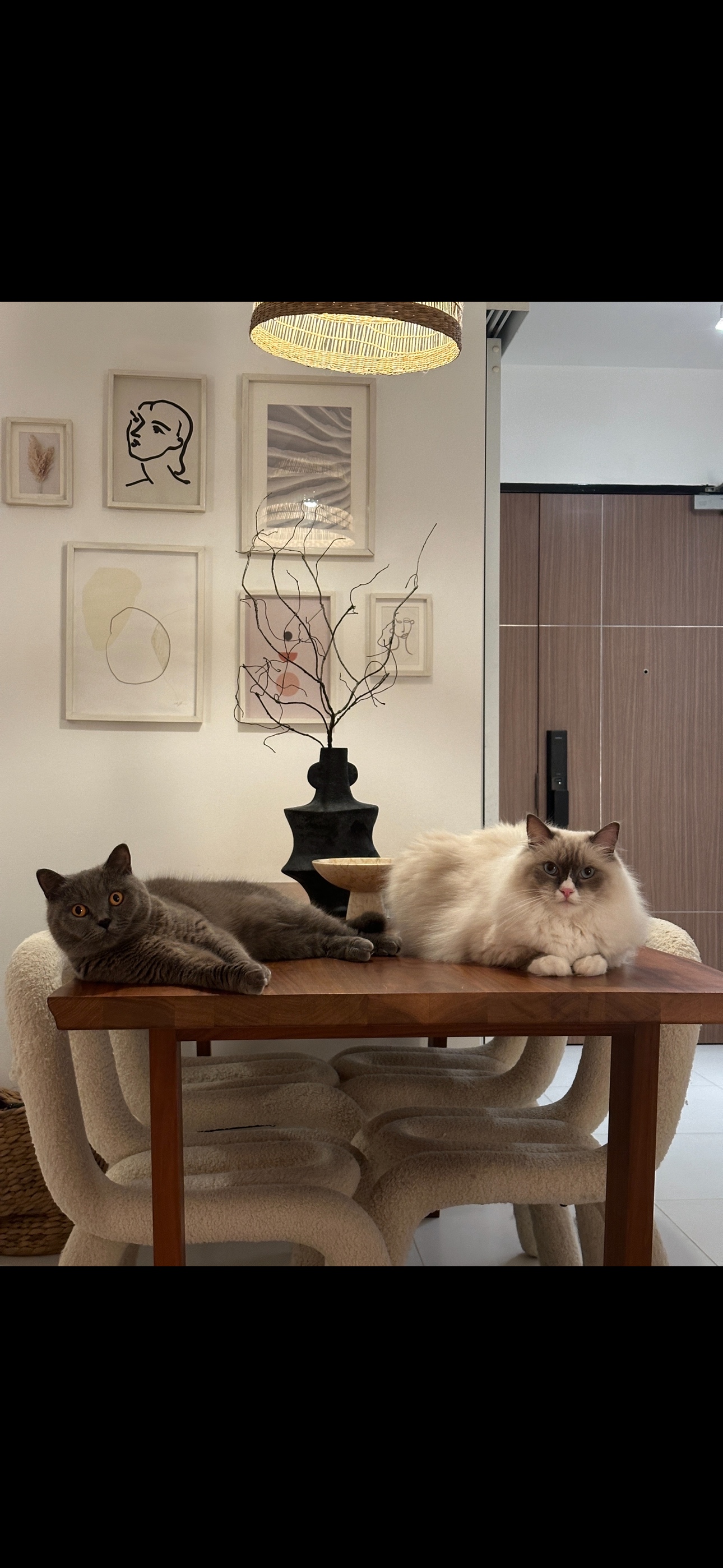 Before & After: Changing Our Dining Room Vibes One Item At A Time  - Grey cat, fluffy cat, indoor setting, wooden table