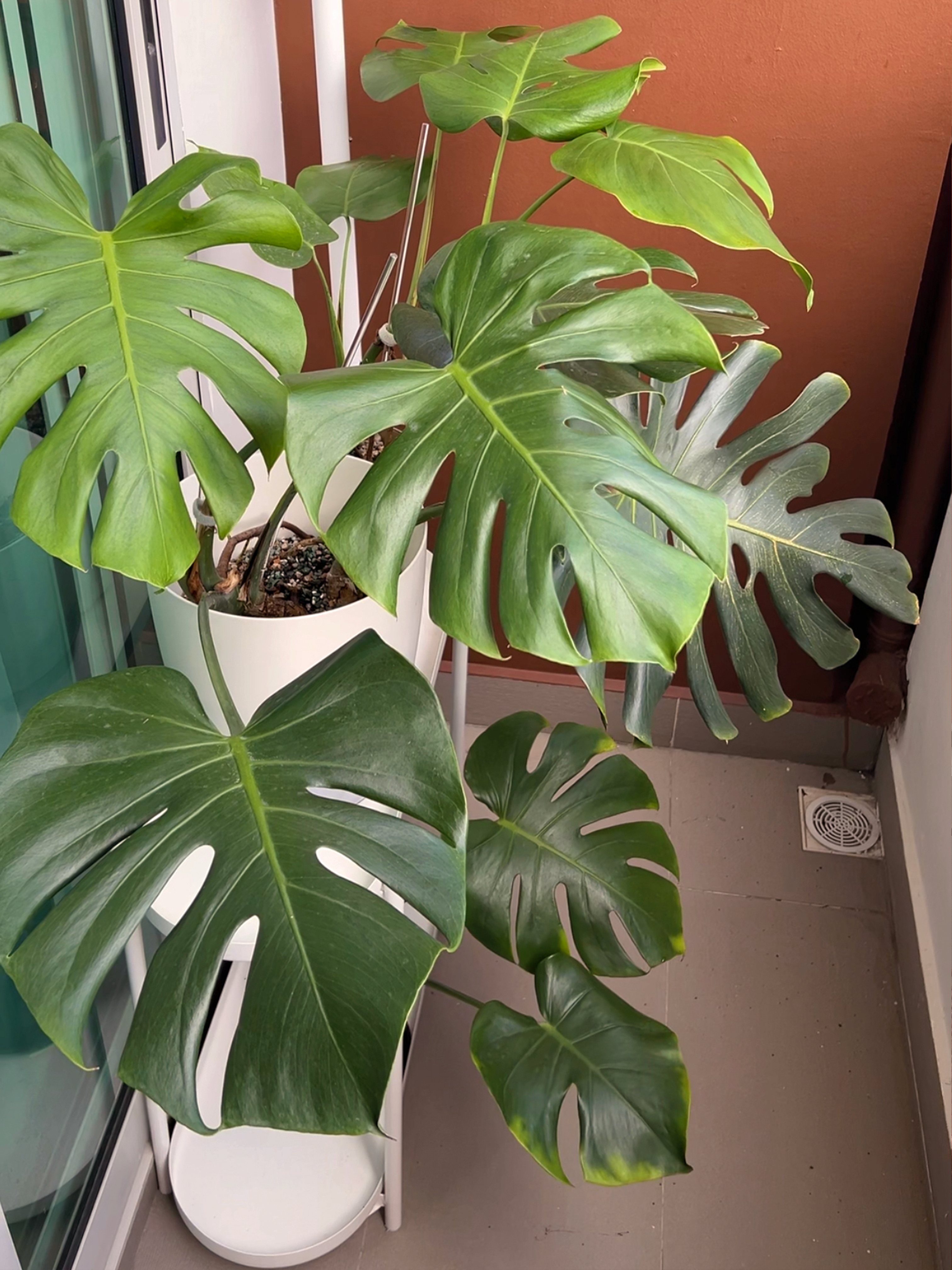 Out-of-the-Box Ideas for Maximizing a Small Balcony