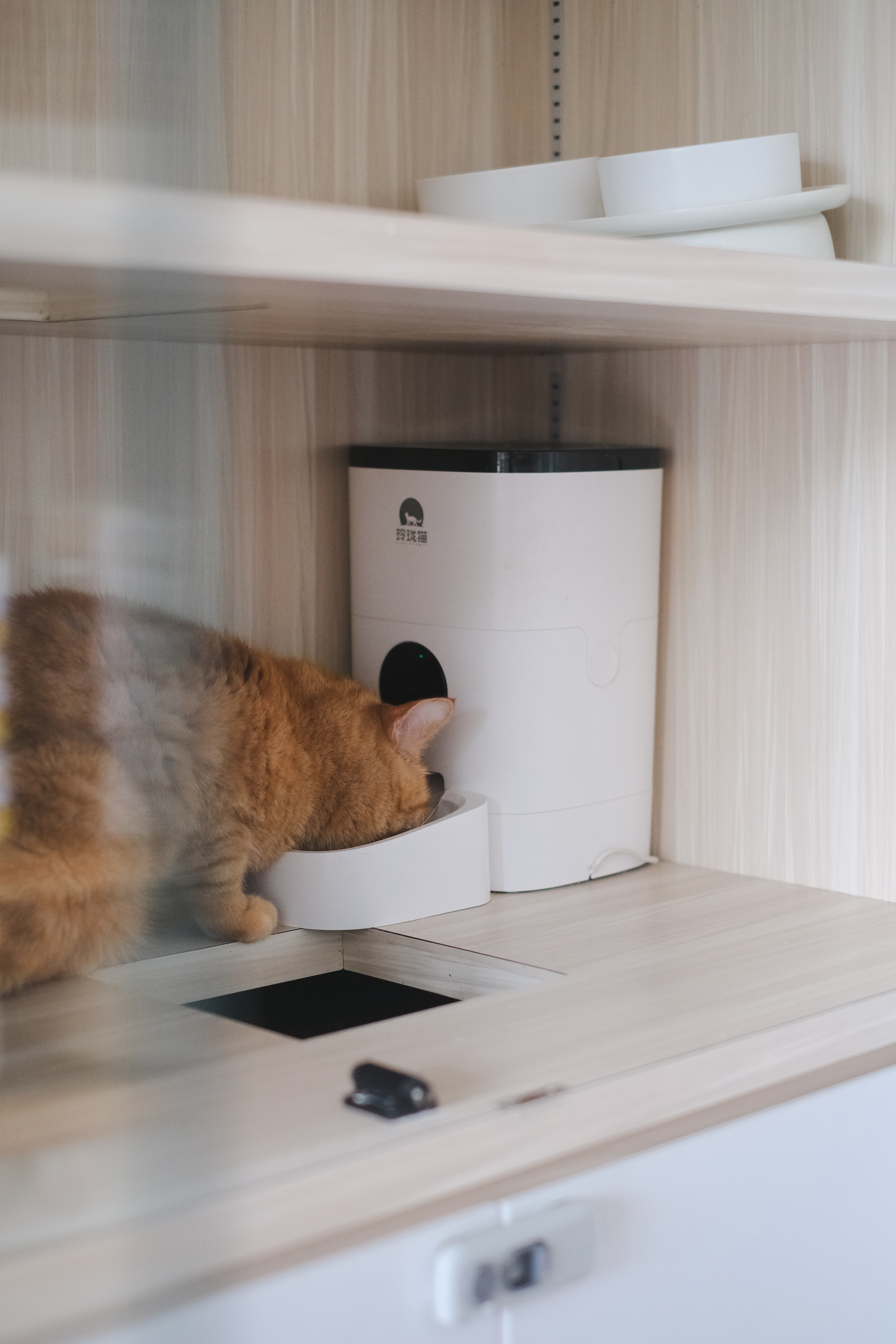 Purrfect Hideaway: A Cat Condo Corner