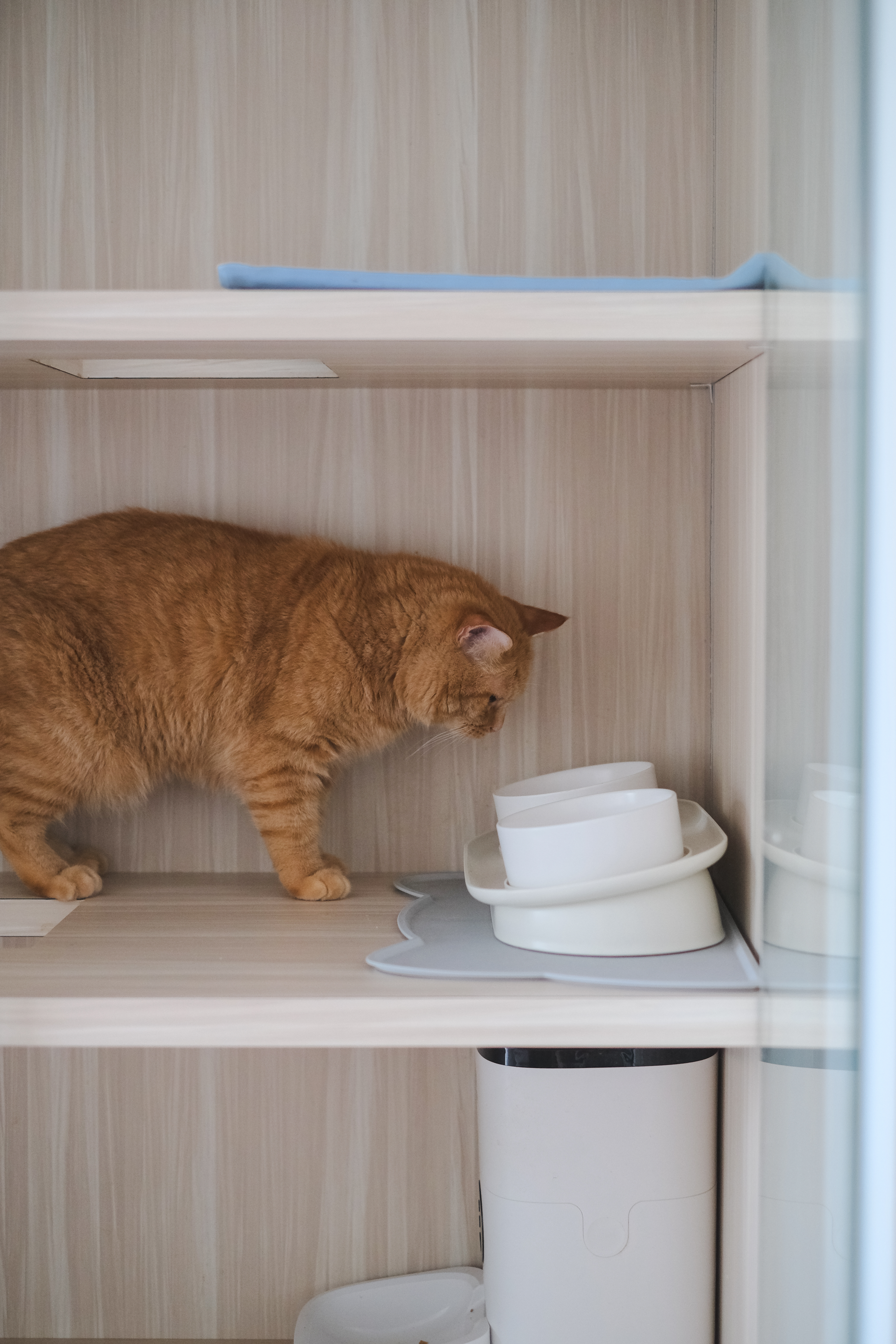 Purrfect Hideaway: A Cat Condo Corner