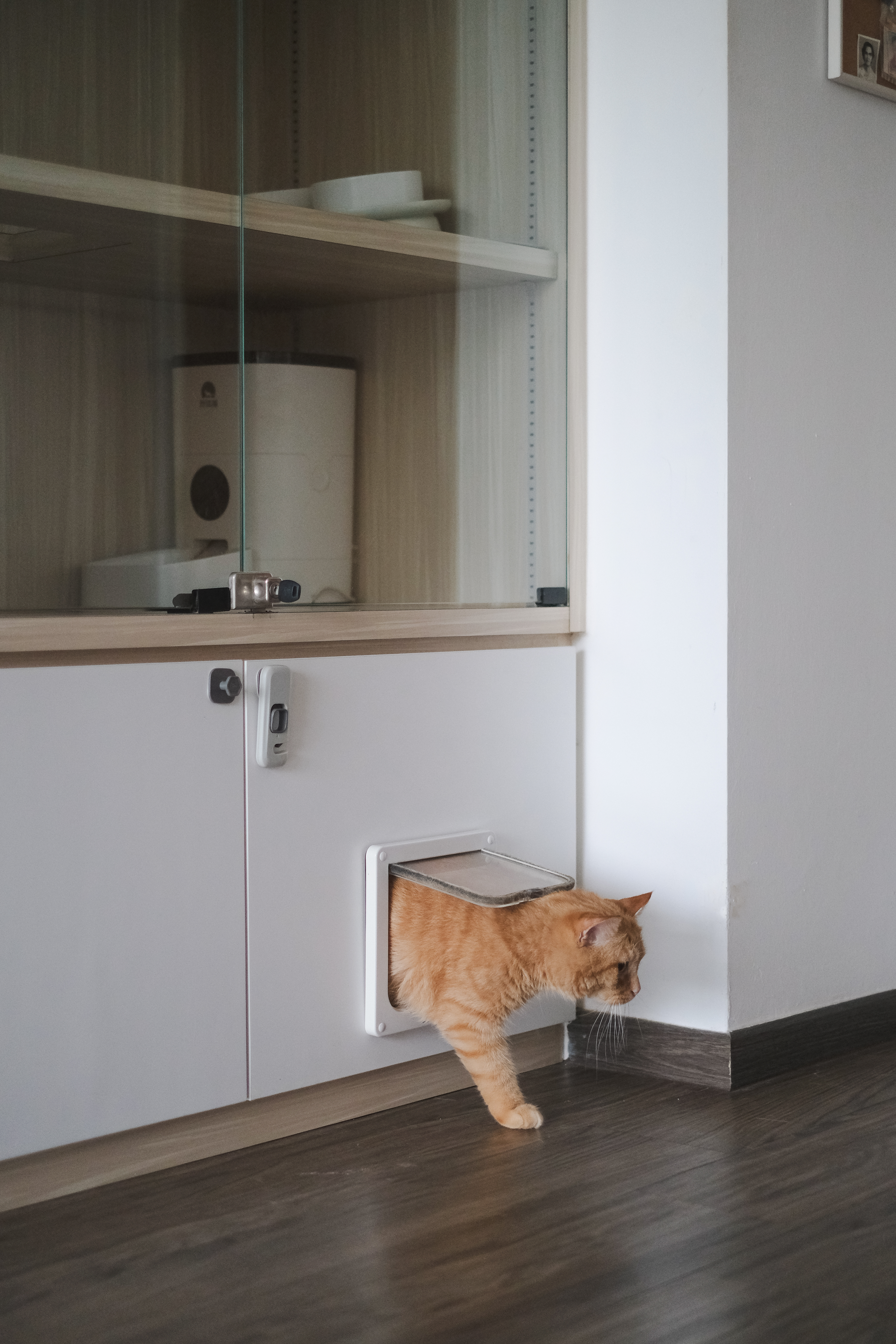 Purrfect-Hideaway:-A-Cat-Condo-Corner