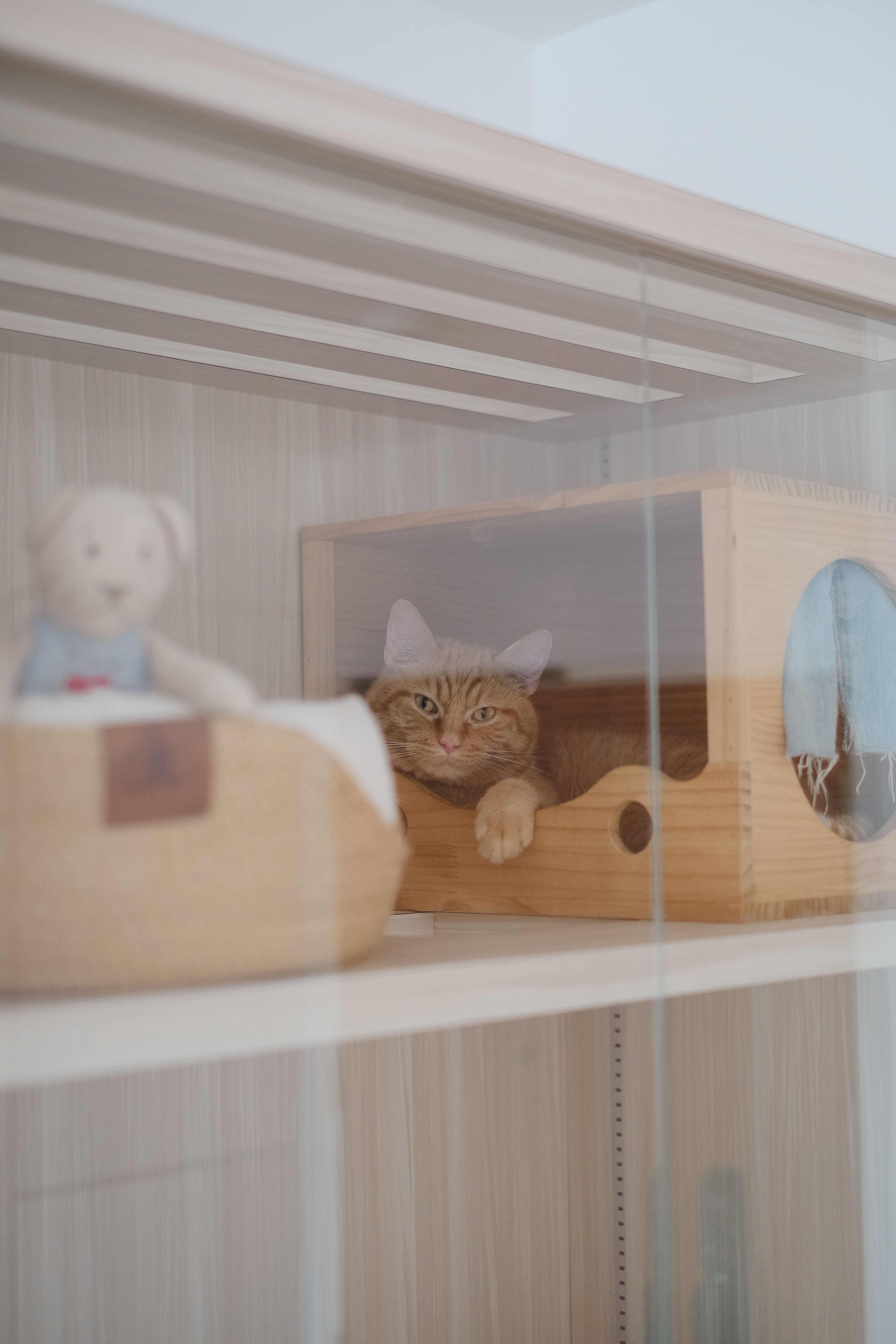 Purrfect Hideaway: A Cat Condo Corner