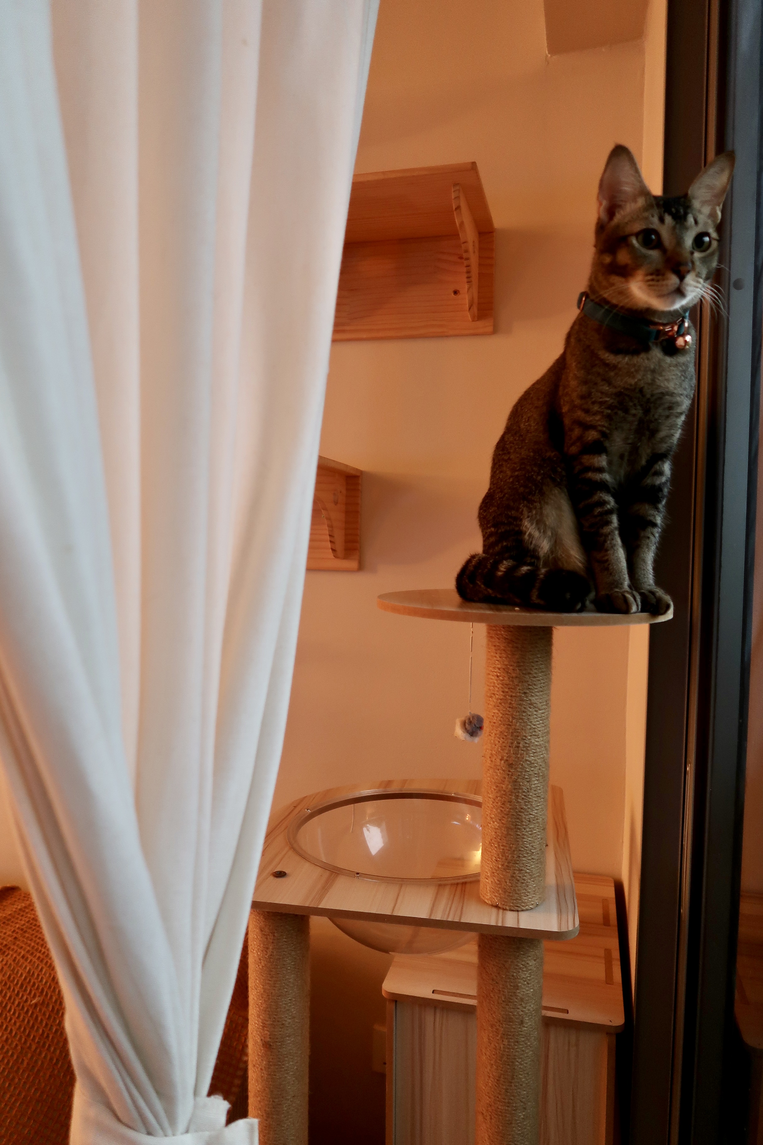 Pet-Friendly Furniture and the Convenience of Automating Cat Care