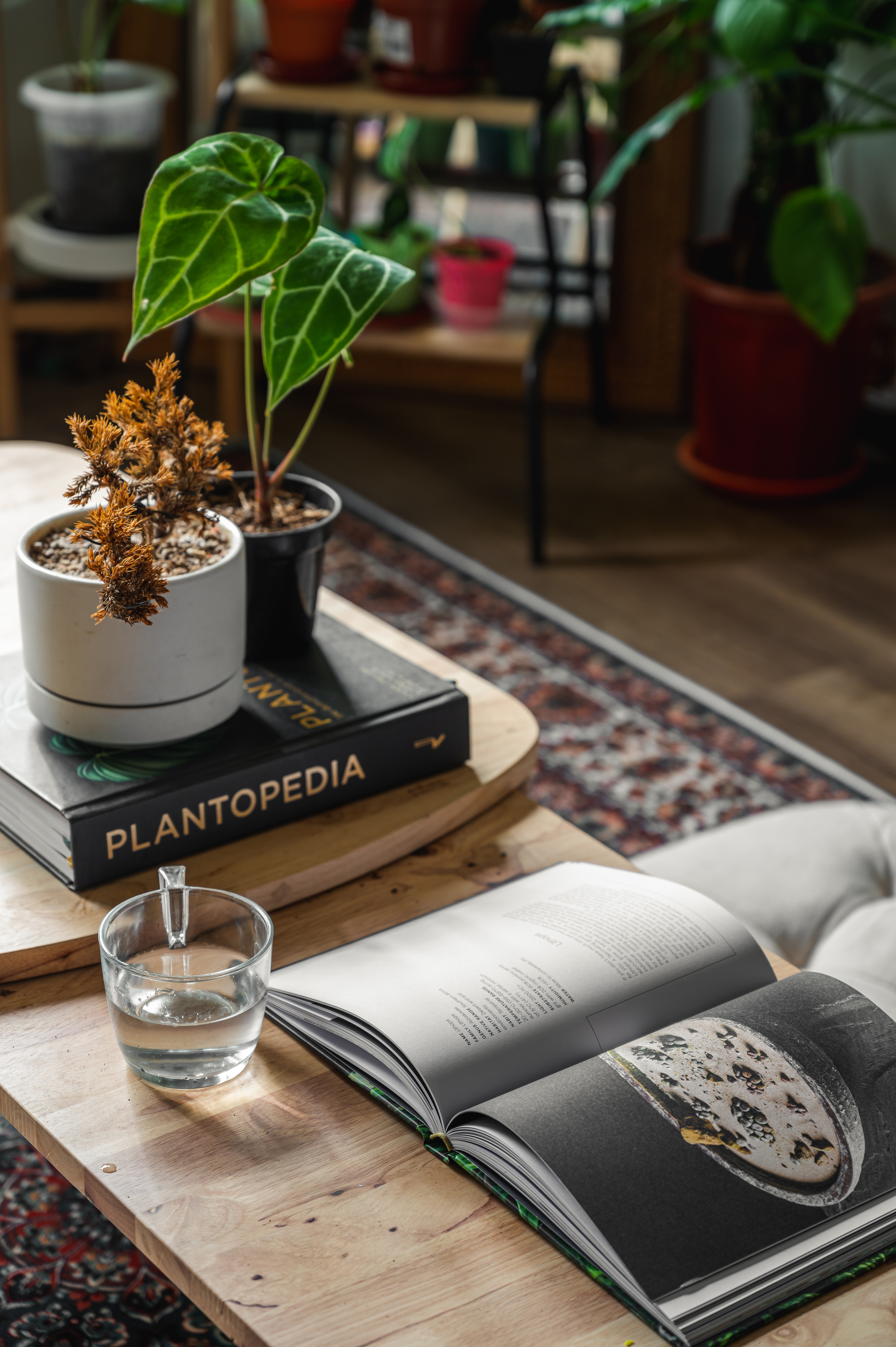 House Tour: The Ultimate Plant Lover's Dream House