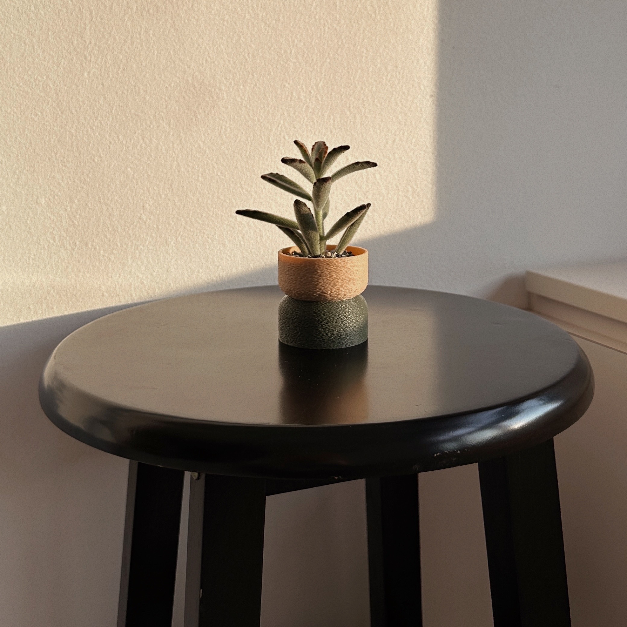 Baby Steps to Our Plant Parenthood