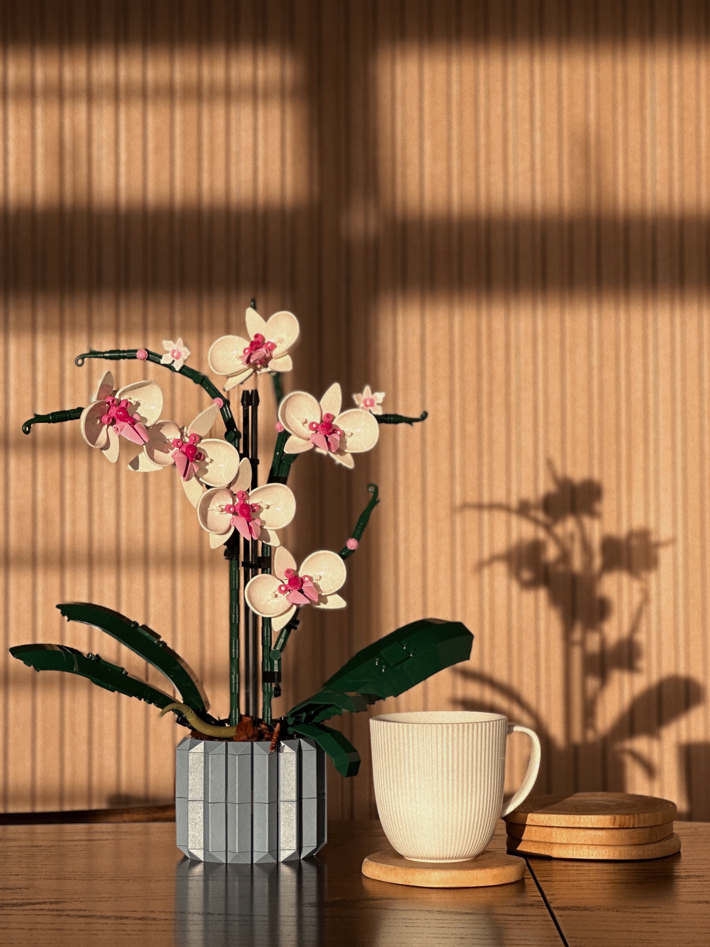 Baby-Steps-to-Our-Plant-Parenthood