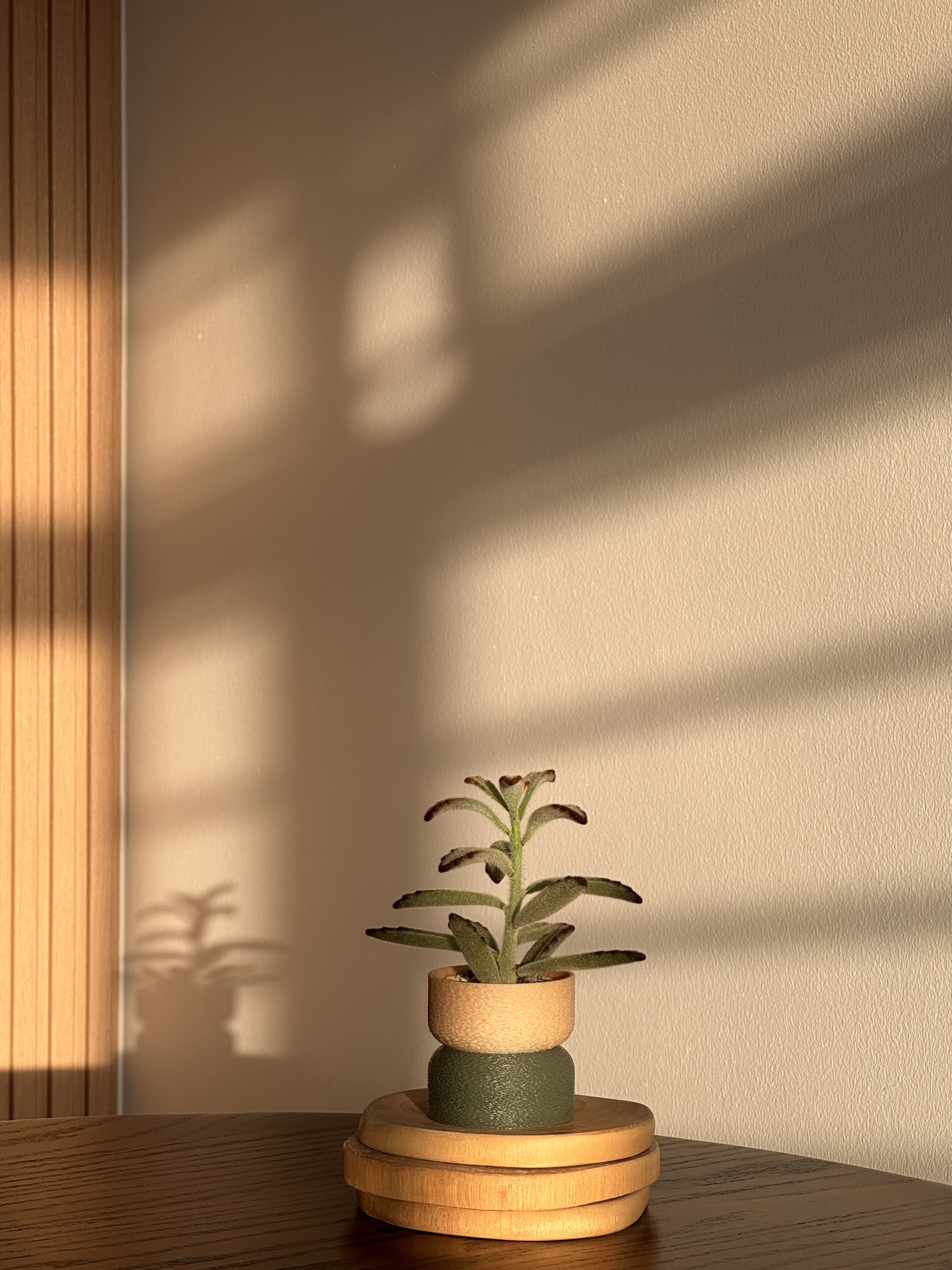 Baby Steps to Our Plant Parenthood