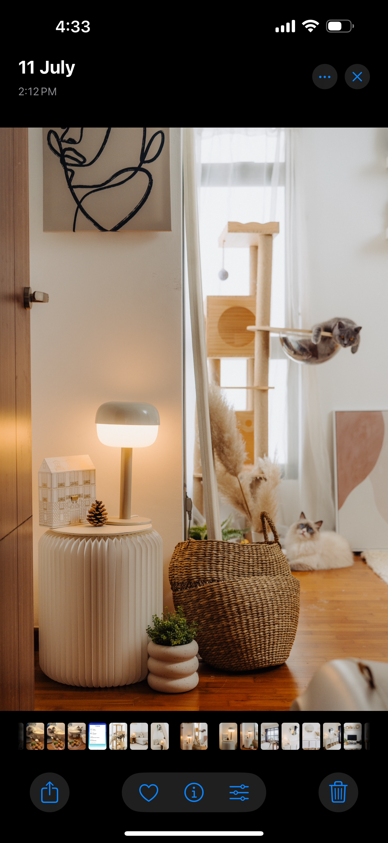 Must-Have-Items-For-Cat-Owners:-According-To-Our-Cats-🌚🌝