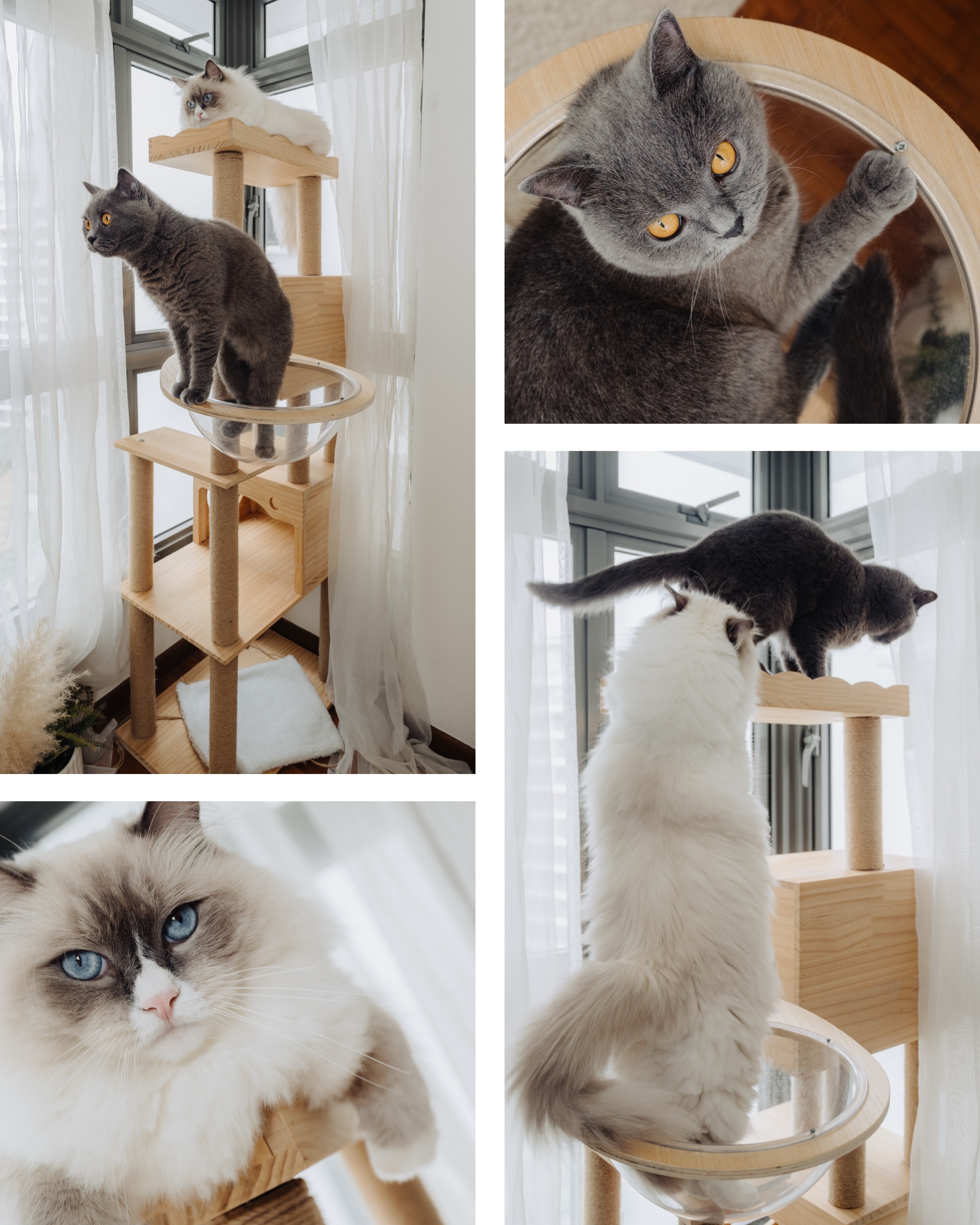 Must Have Items For Cat Owners: According To Our Cats 🌚🌝