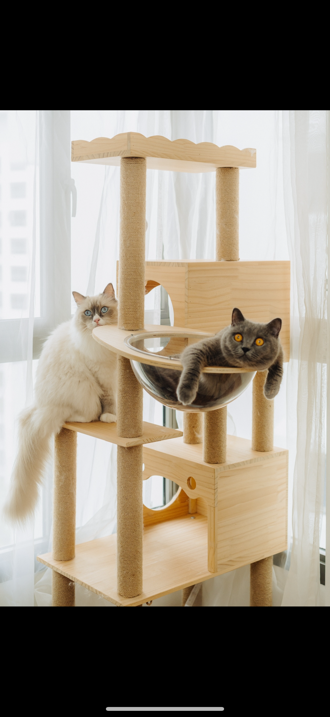 Must Have Items For Cat Owners: According To Our Cats 🌚🌝