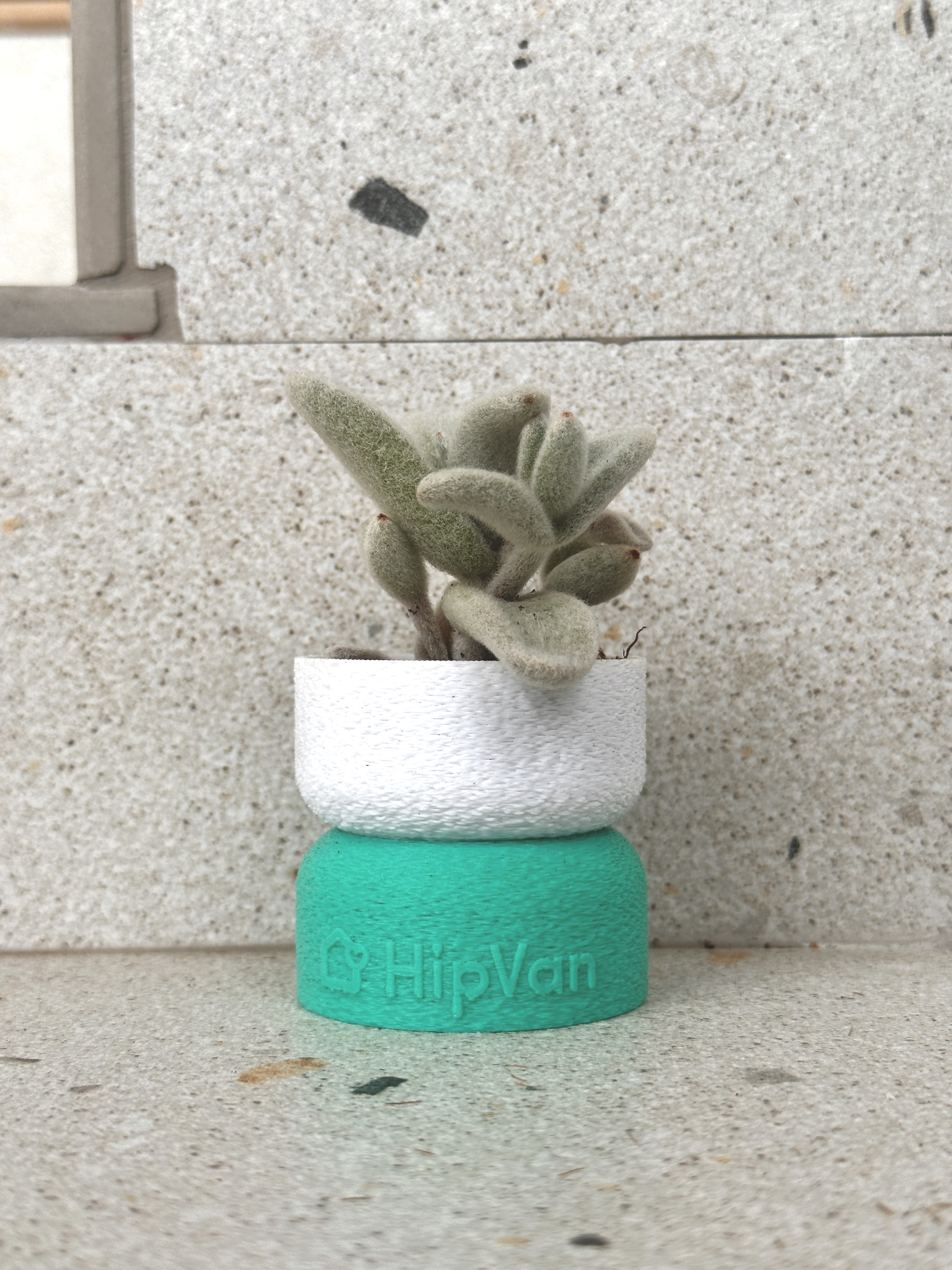 Real & Faux Plants Making a Japandi-Inspired Home Green & Warm!