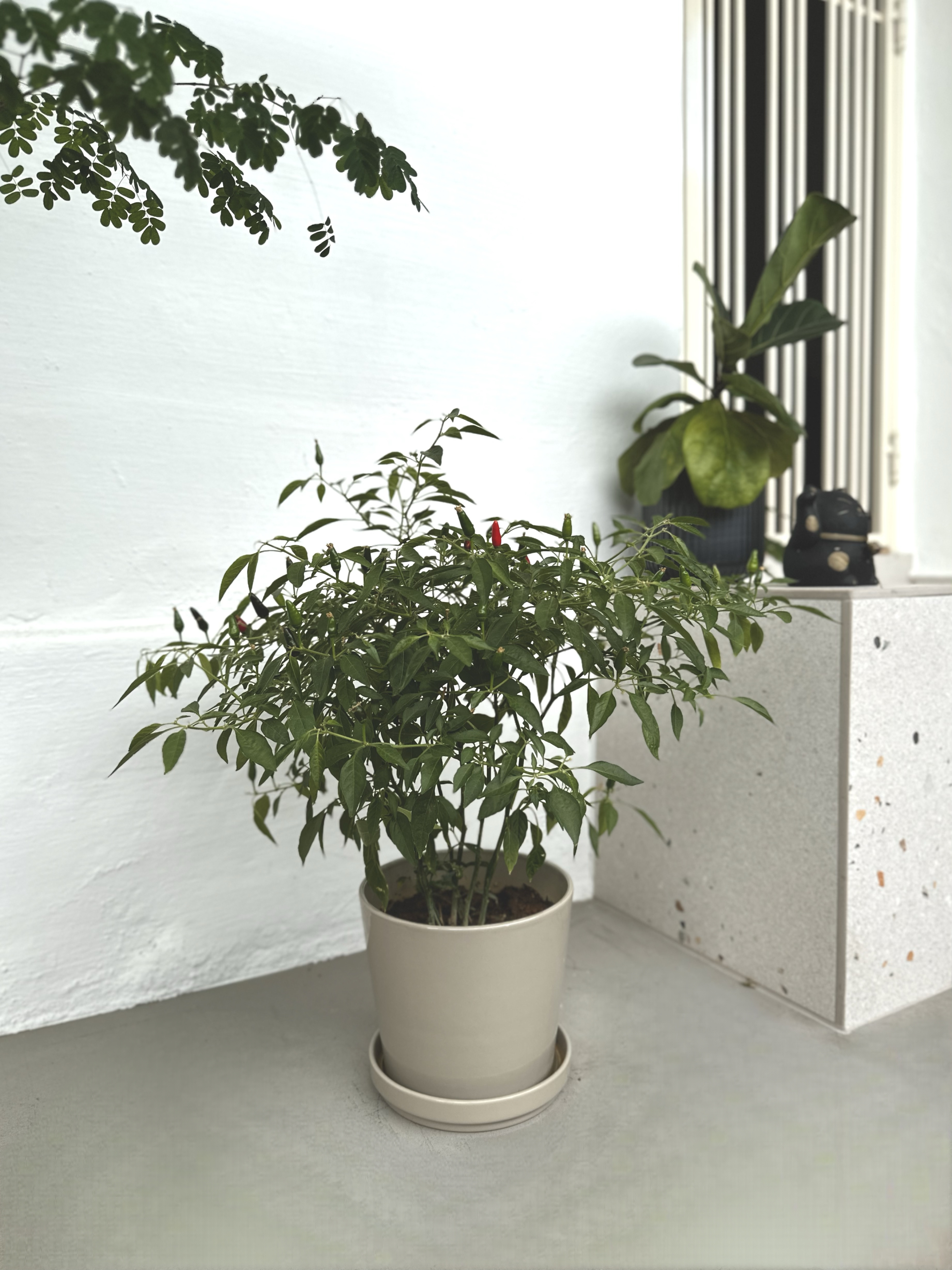 Real & Faux Plants Making a Japandi-Inspired Home Green & Warm!