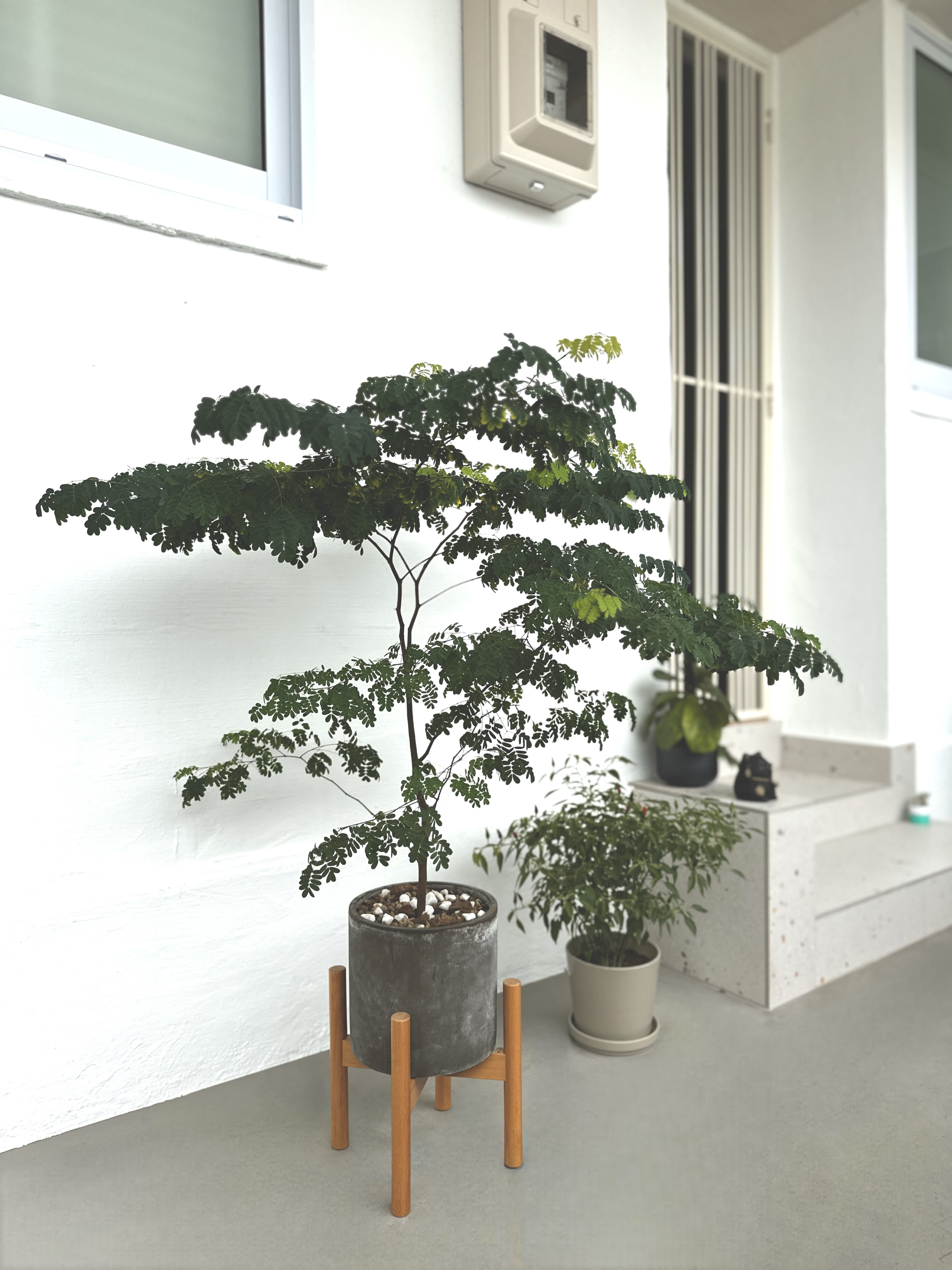 Real-&-Faux-Plants-Making-a-Japandi-Inspired-Home-Green-&-Warm!-