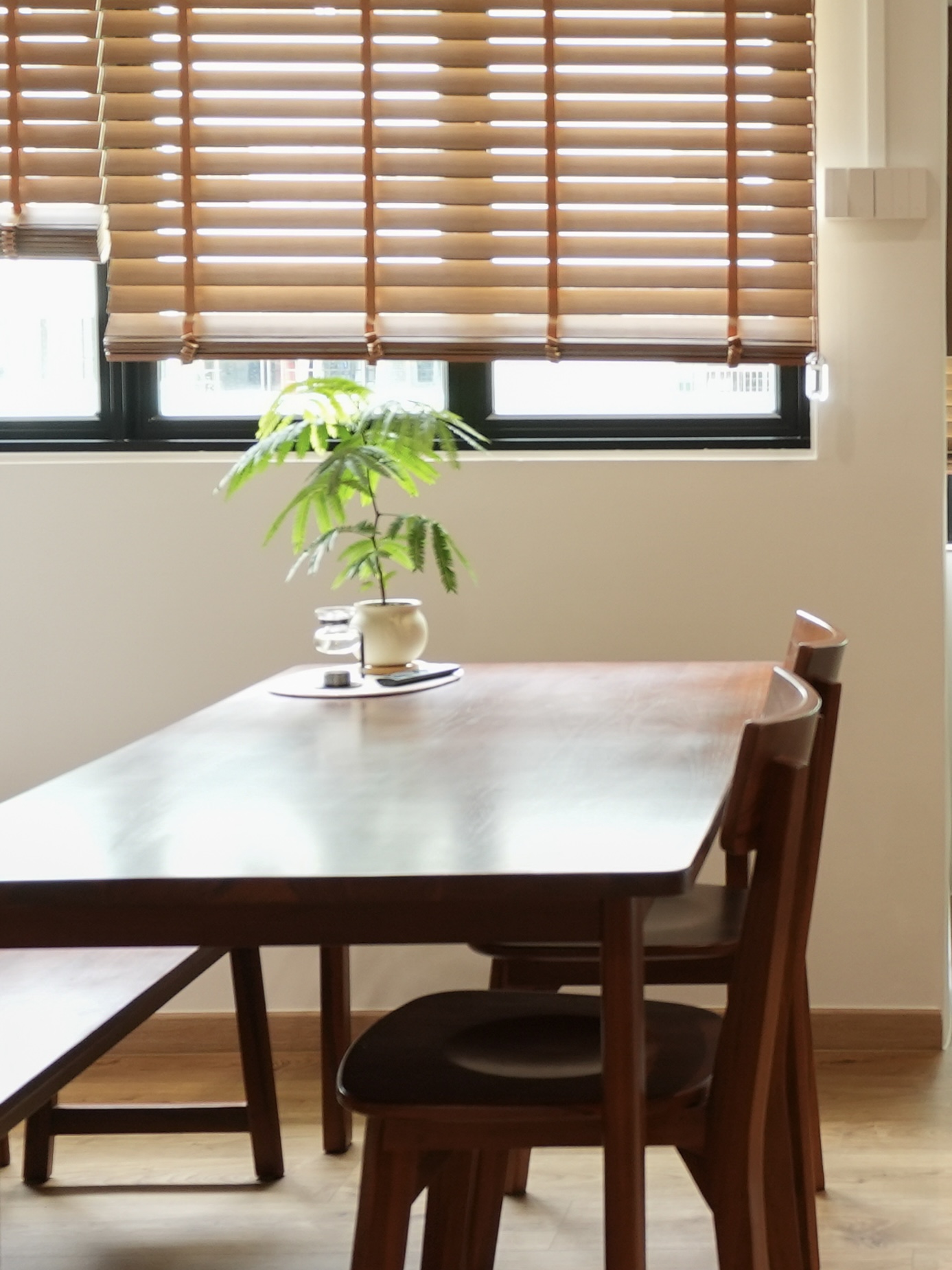 Our Plant Corner : A Journey Through Growth, Resilience, & Green Grace