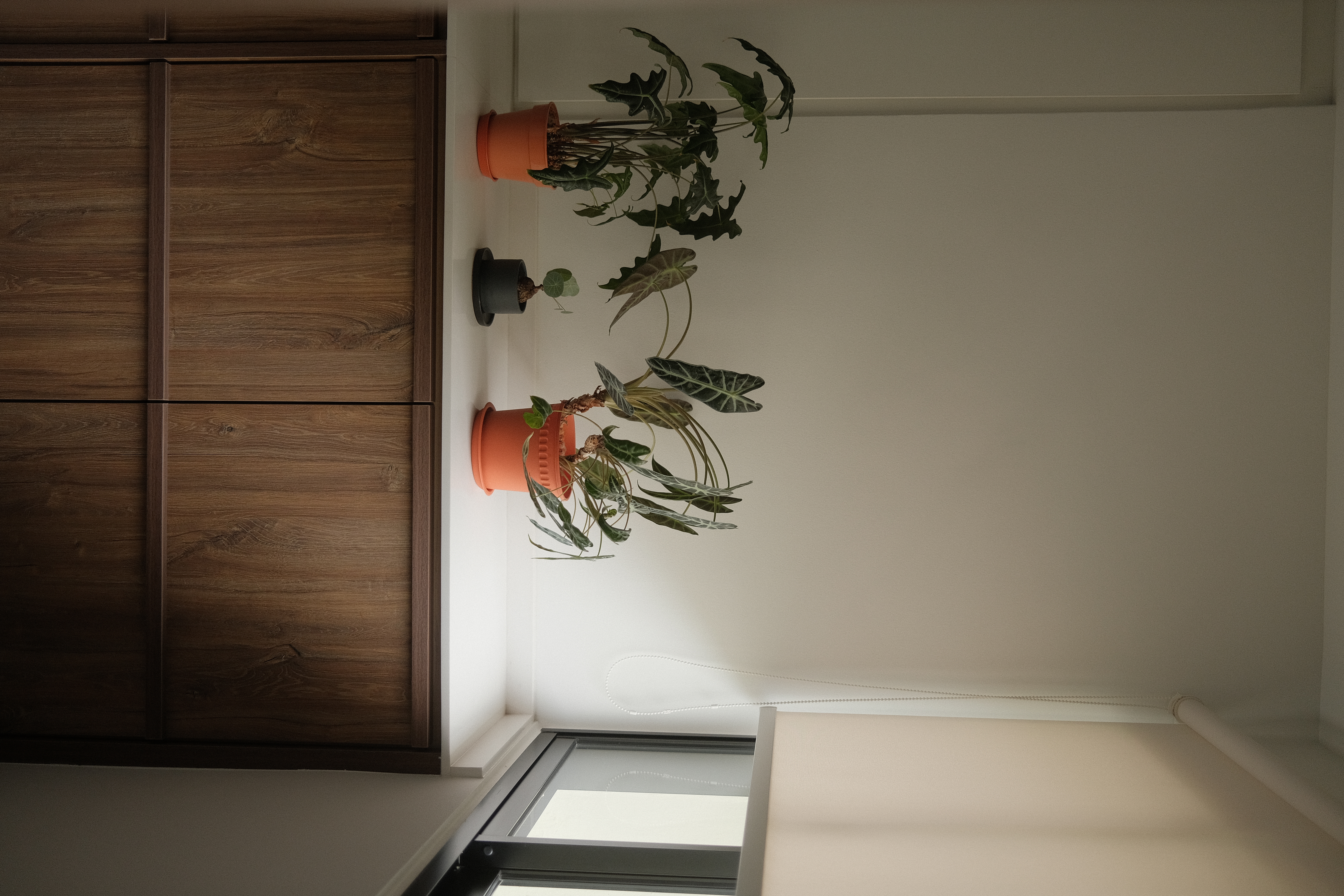 Our Plant Corner : A Journey Through Growth, Resilience, & Green Grace