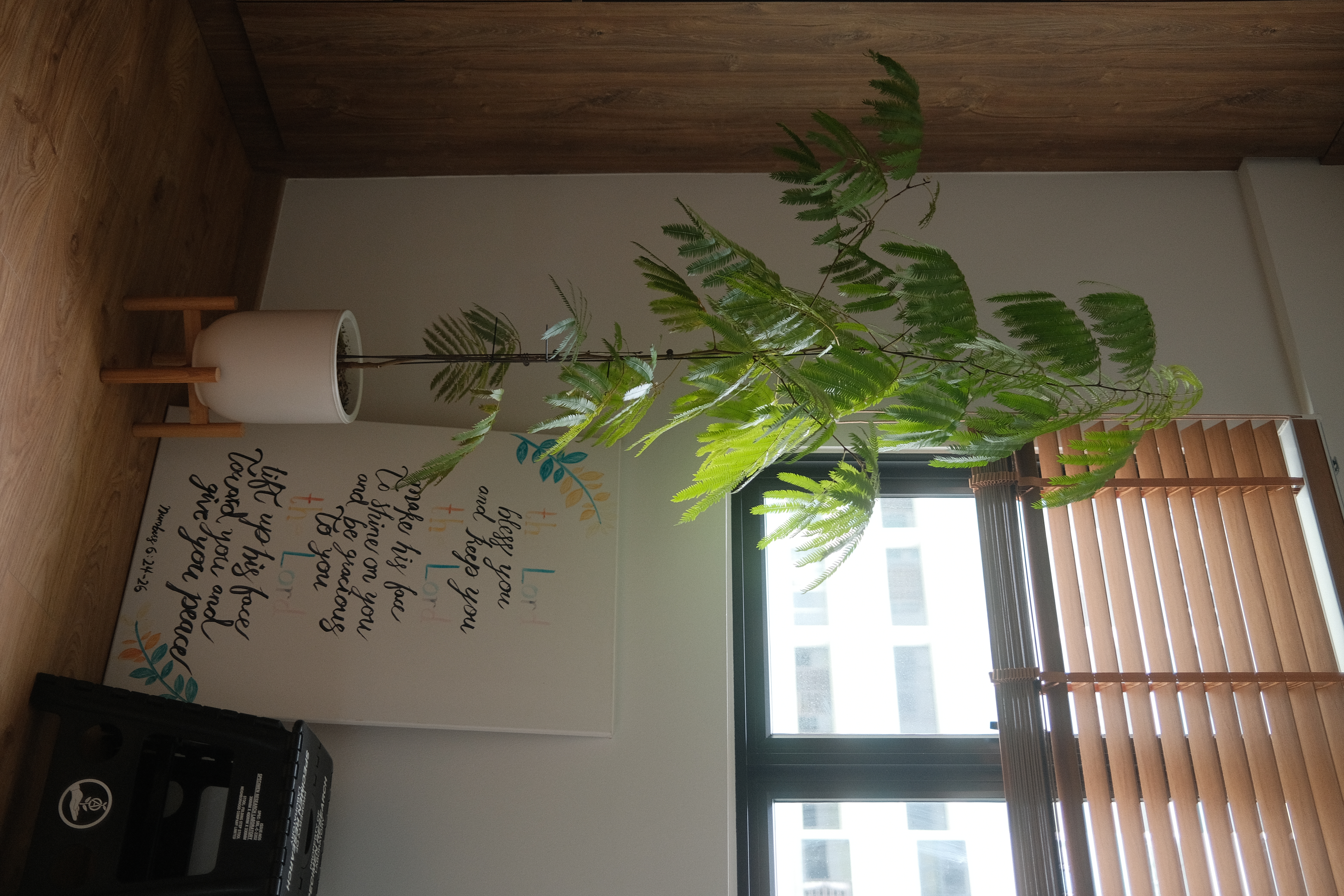 Our-Plant-Corner-:-A-Journey-Through-Growth,-Resilience,-&-Green-Grace