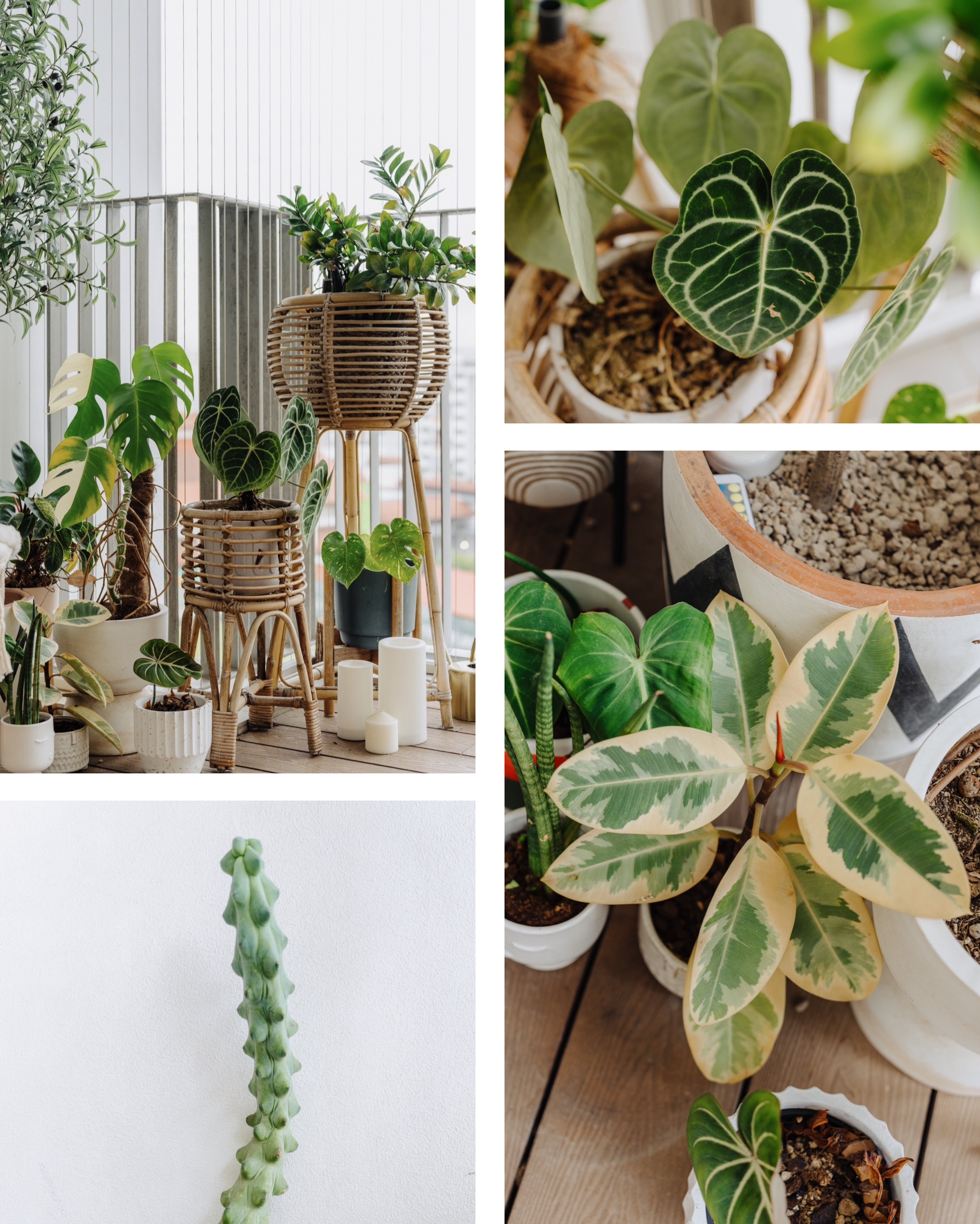 Our Green Collection: Mix Of Real & Faux Plants To Spruce Up Your Home