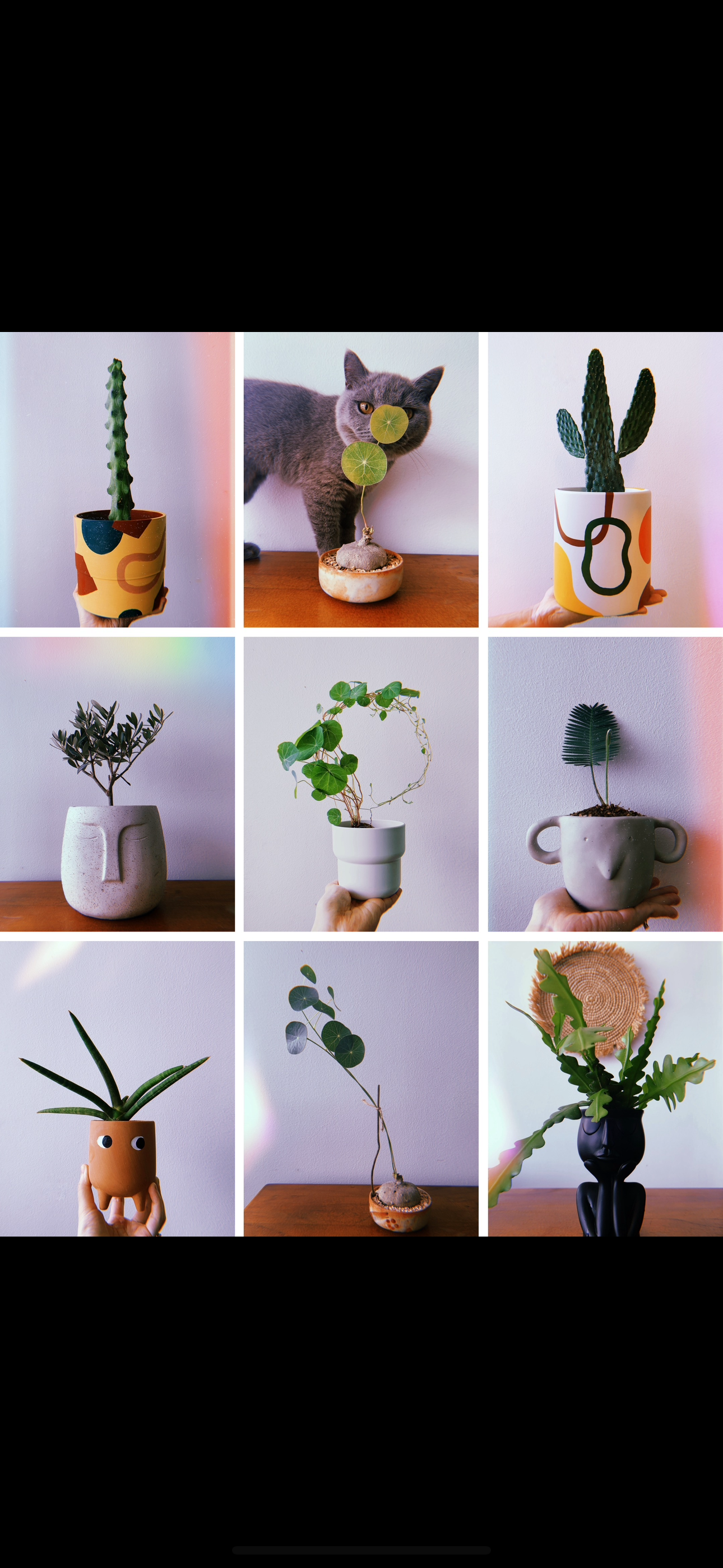 Our Green Collection: Mix Of Real & Faux Plants To Spruce Up Your Home