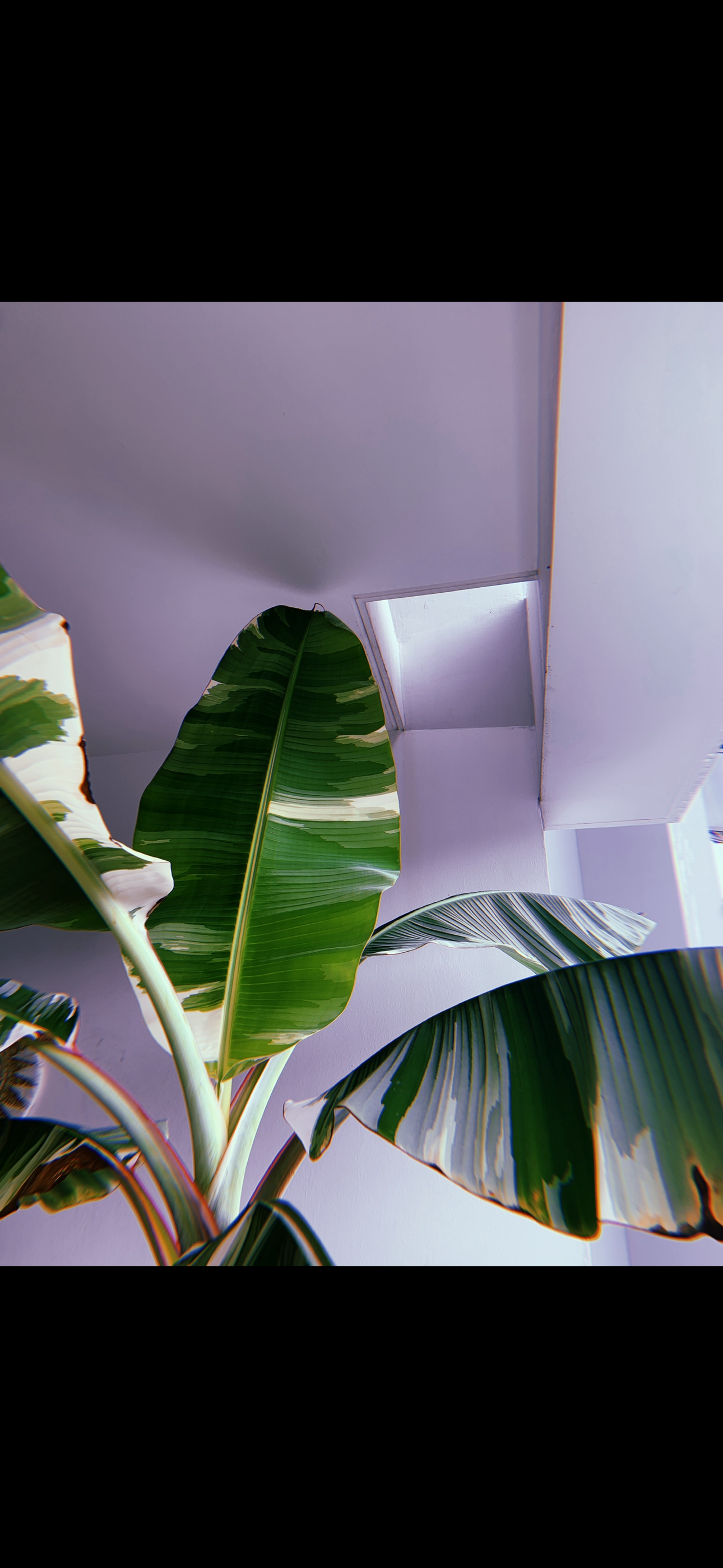 Our Green Collection: Mix Of Real & Faux Plants To Spruce Up Your Home