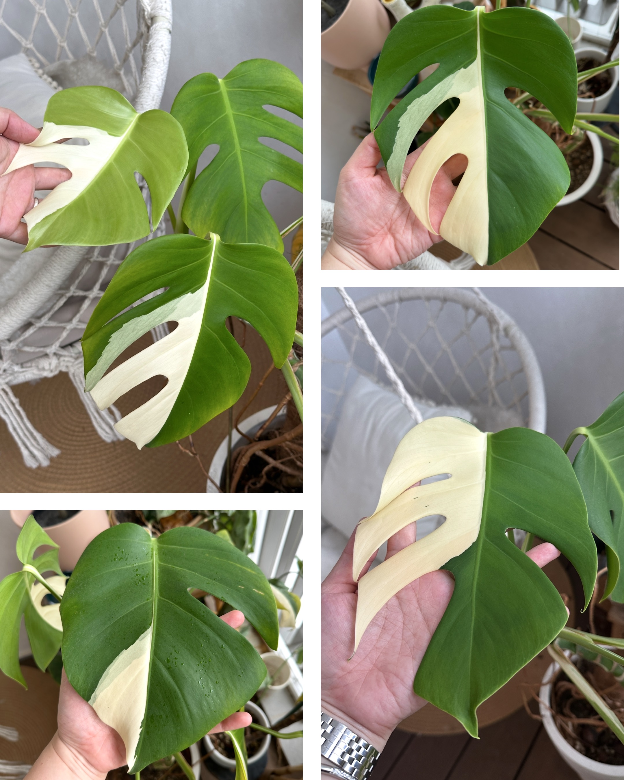 Our Green Collection: Mix Of Real & Faux Plants To Spruce Up Your Home