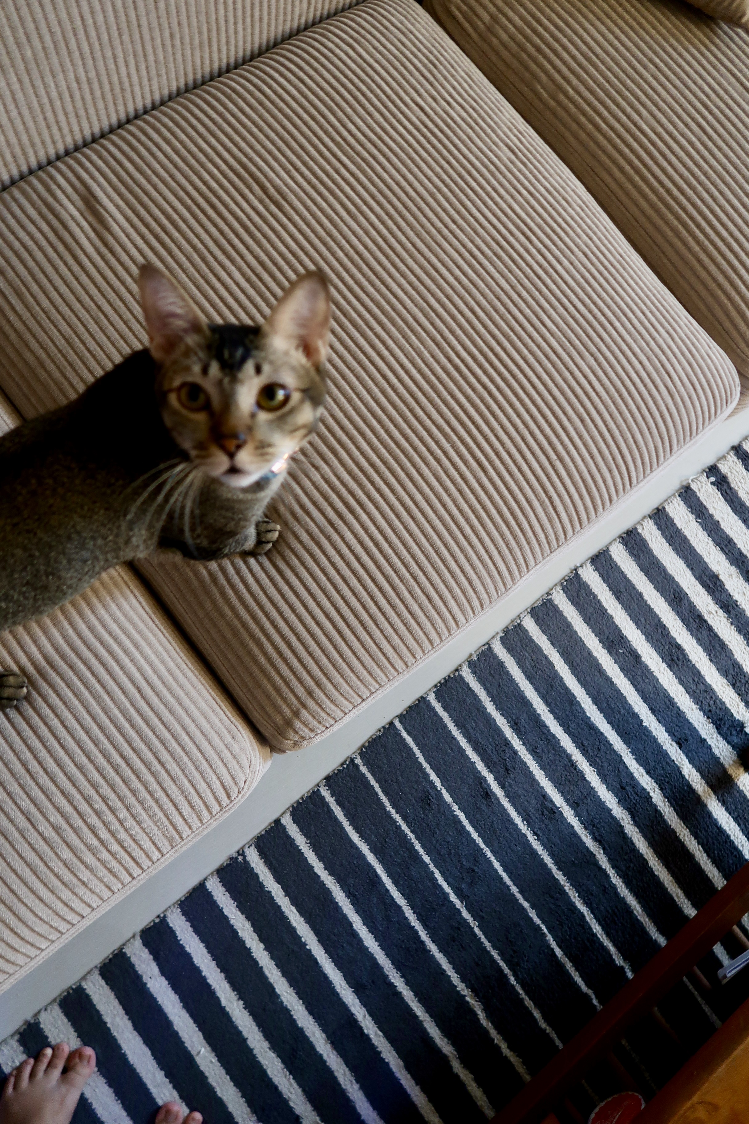 My 2K Modular Sofa With Hidden Storage & Washable Covers 💡