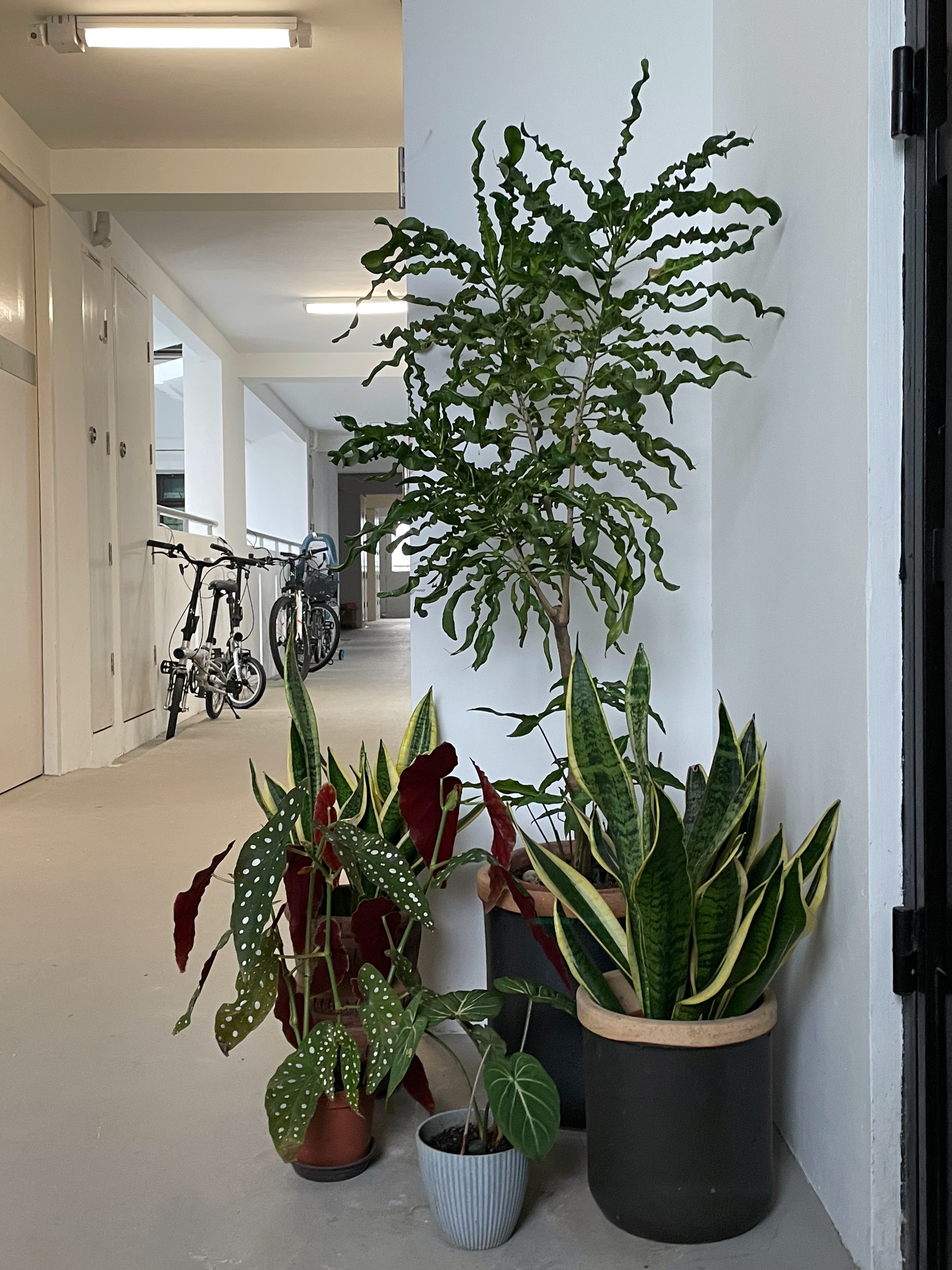 Welcome to Our Little Green Entrance