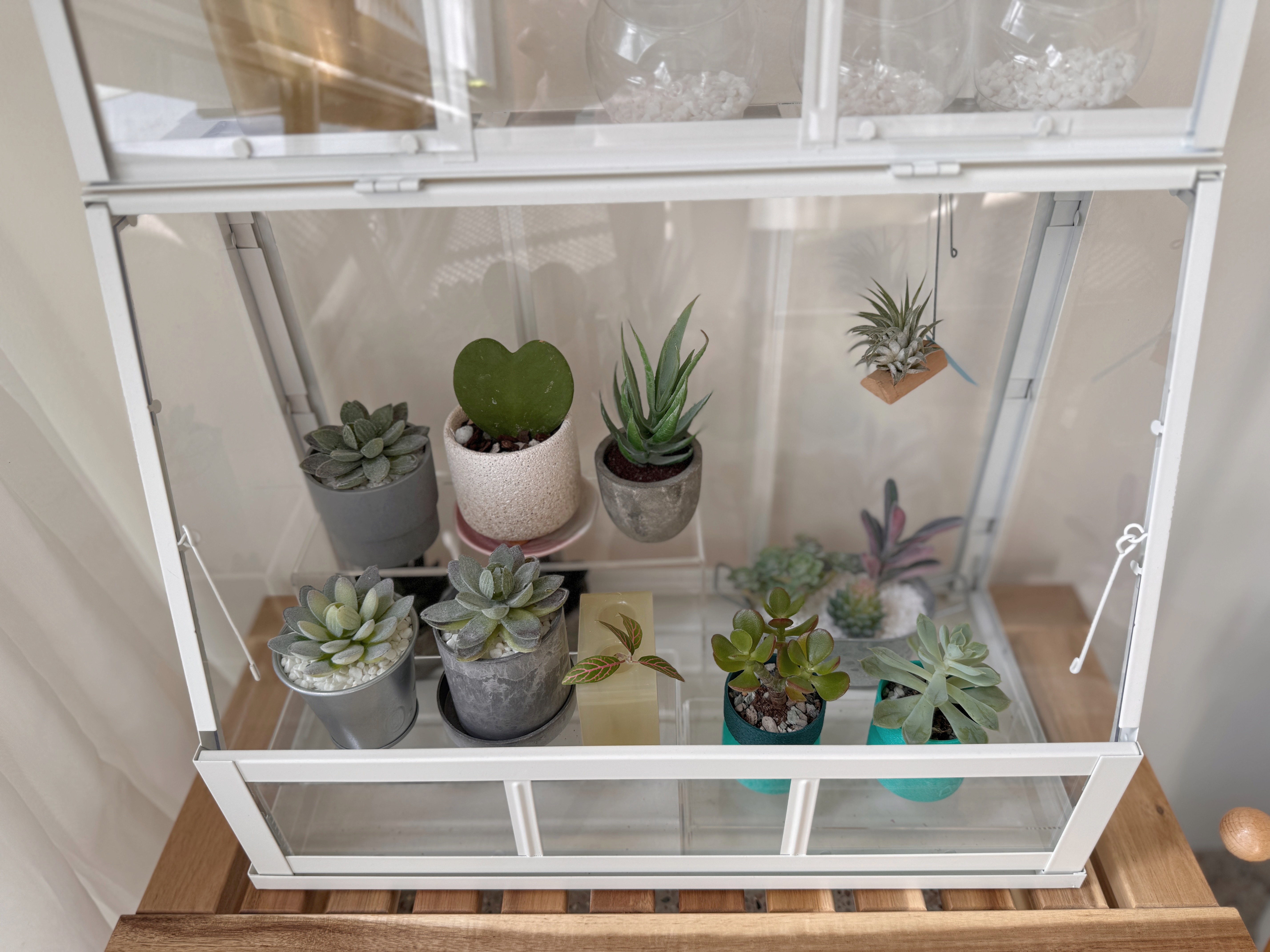 Want Plants but Worried About Pets & Black Thumbs? We've Got Tips!