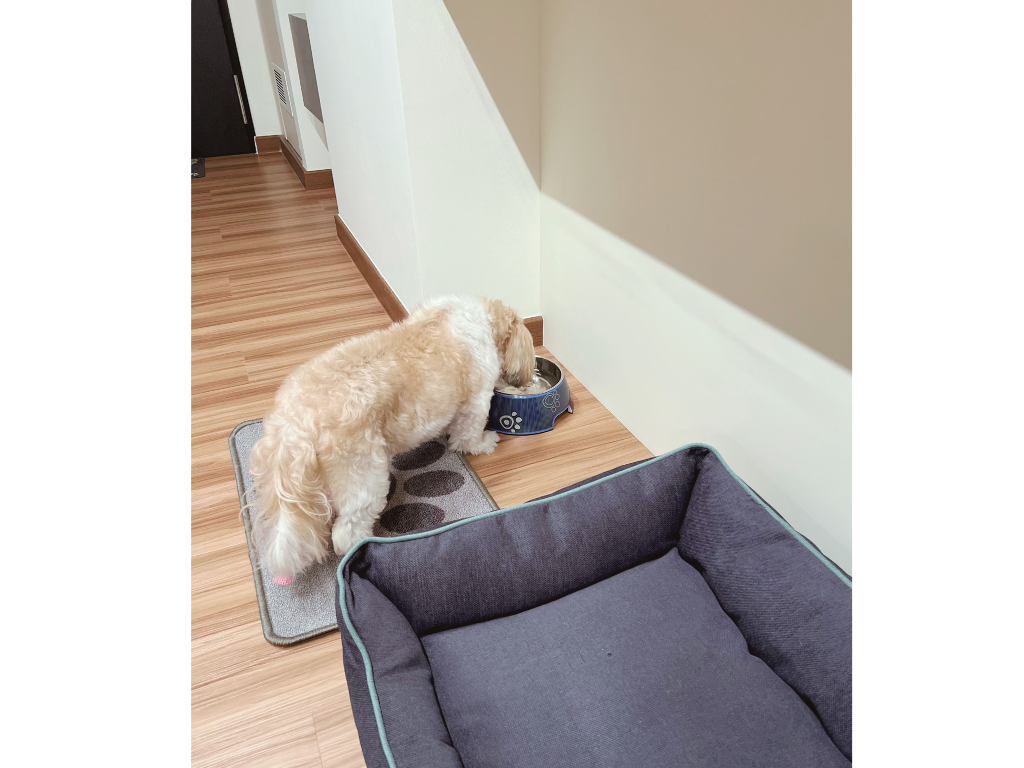 Pet Zone | Playful and Comfortable | 5rm BTO in Tampines