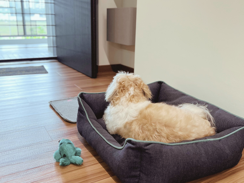 Pet Zone | Playful and Comfortable | 5rm BTO in Tampines