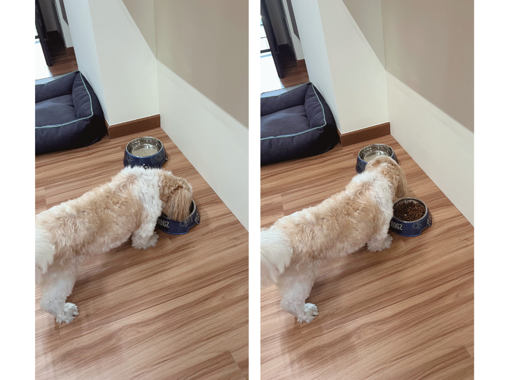 Pet Zone | Playful and Comfortable | 5rm BTO in Tampines