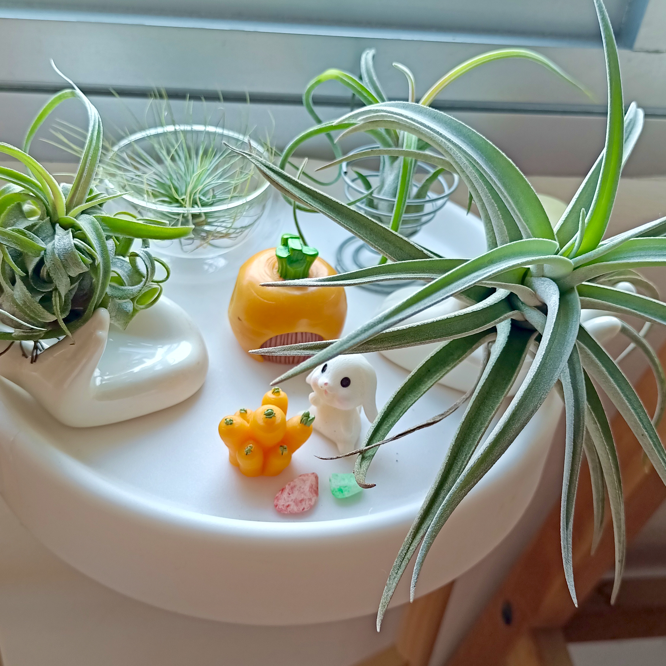 Green Corner within MBR ( Easy Plants Recommendation Included)