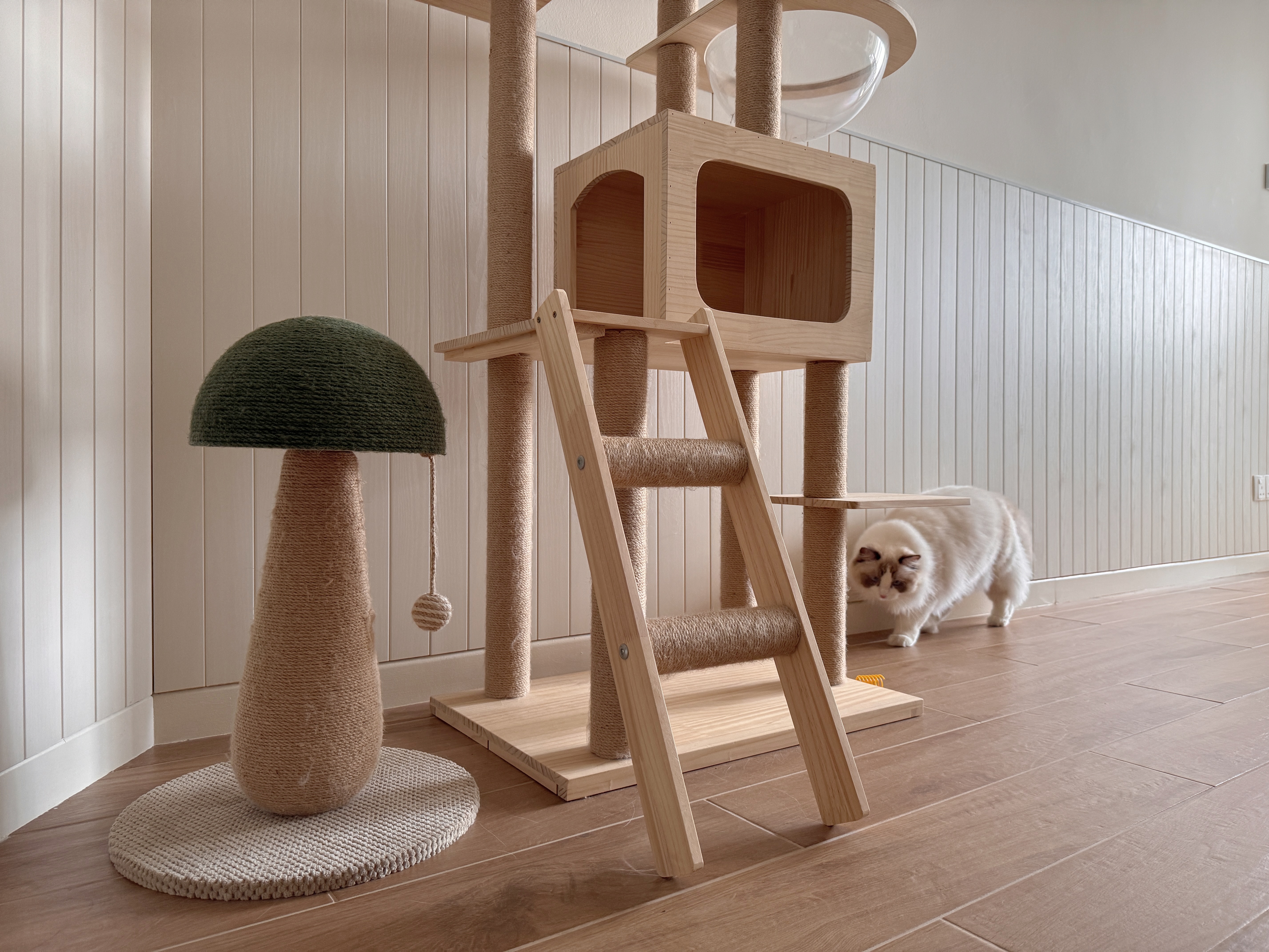 Pet-Proofing-with-Style:-Tips-for-an-Aesthetic,-Cat-Friendly-Home