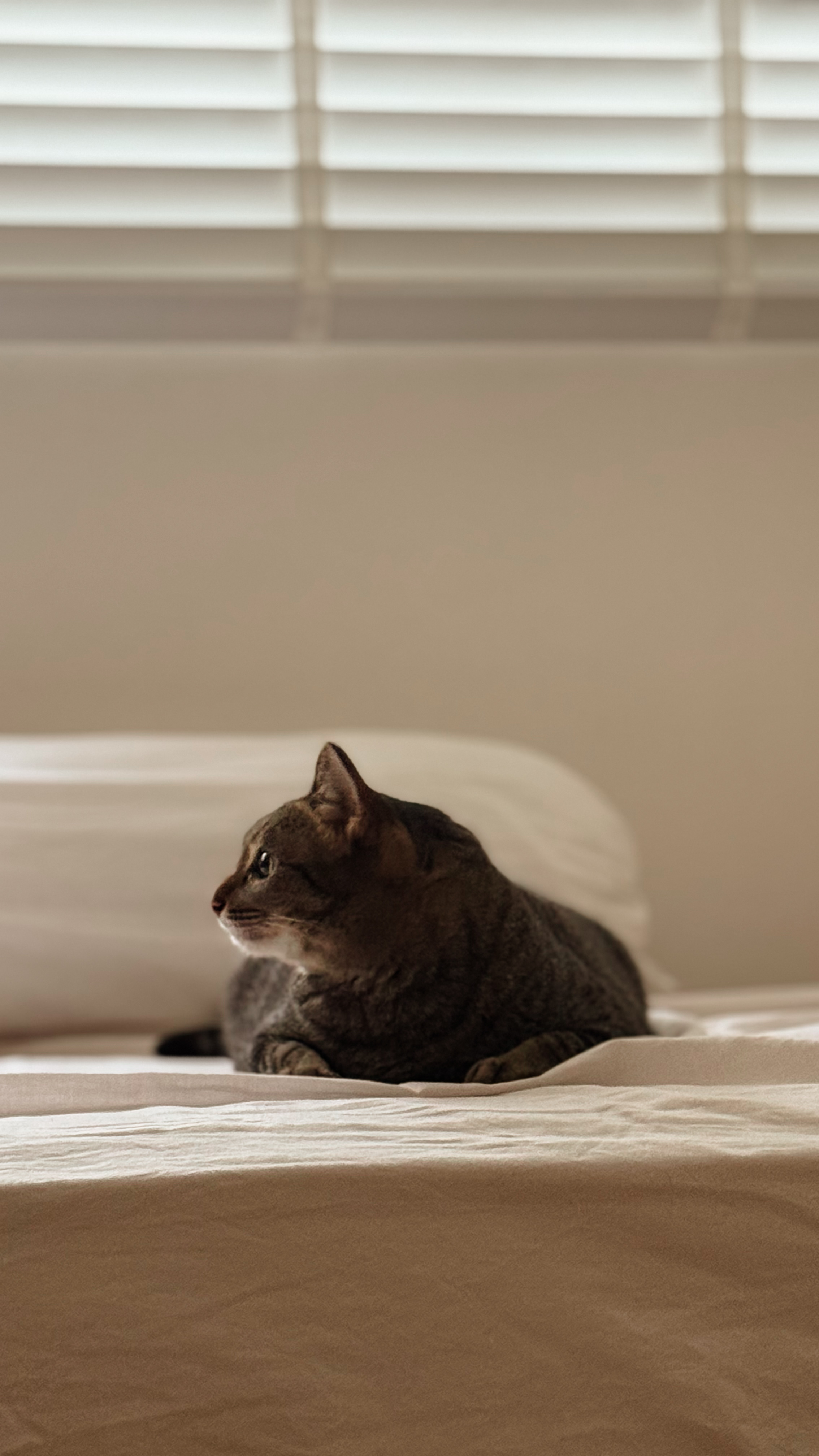 Lighting that Speaks to Your Space