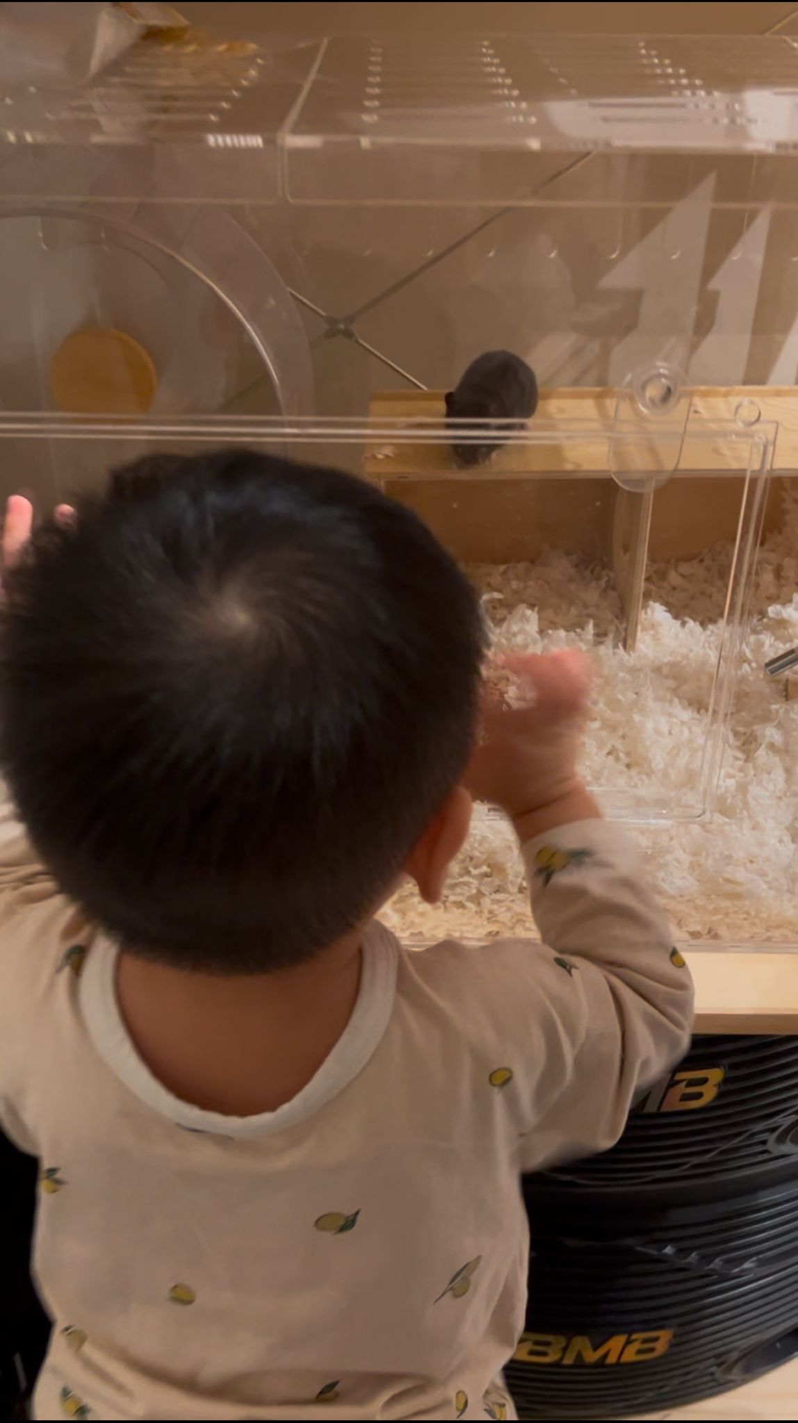 Pet furniture hunting: a tiny hamster but huge mansion!