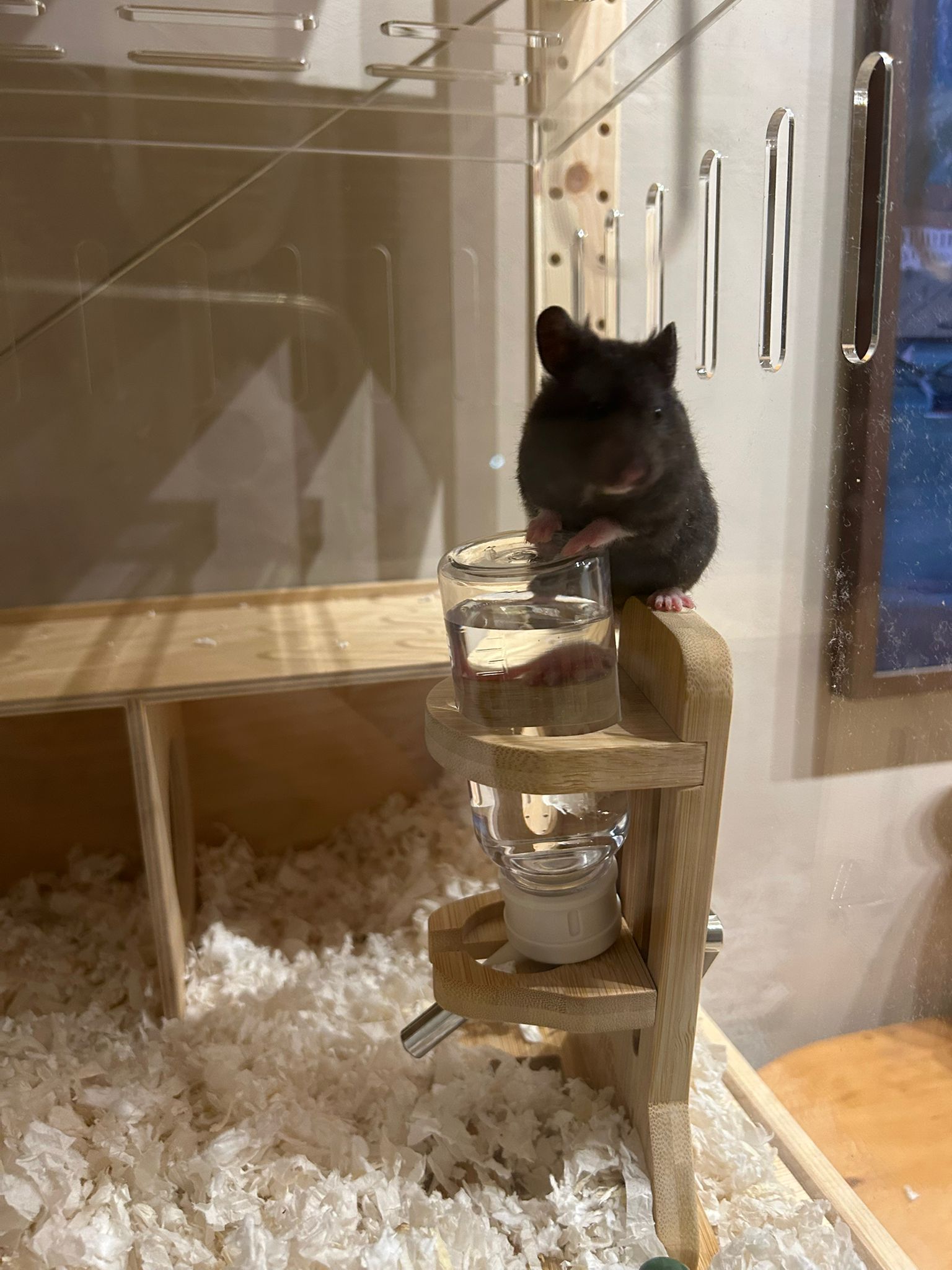 Pet furniture hunting: a tiny hamster but huge mansion!